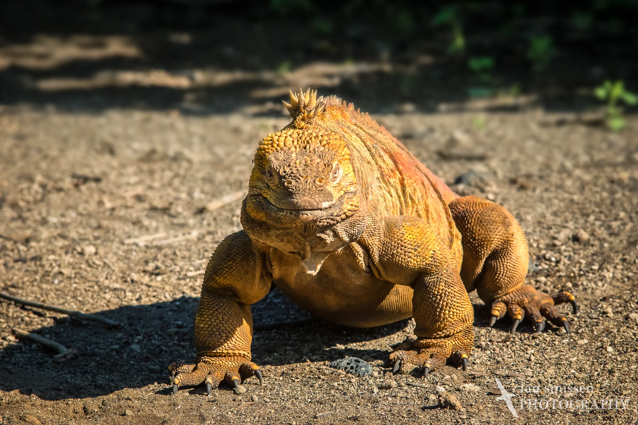 Galápagos Land Iguana