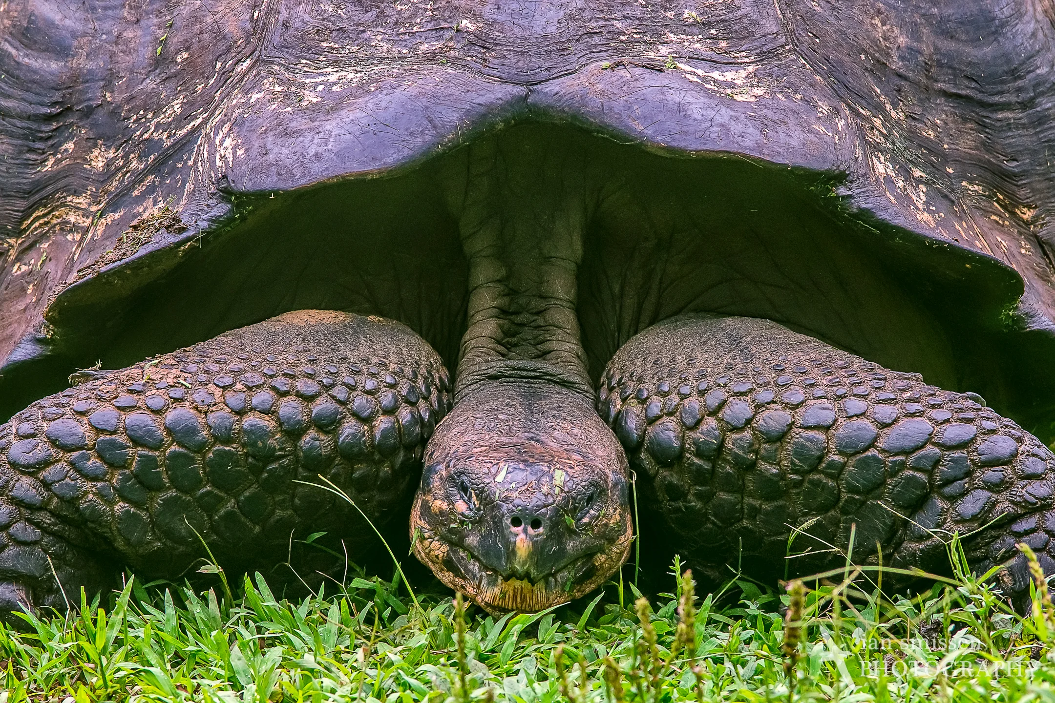 Galápagos Tortoise (Santa Cruz subspecies)