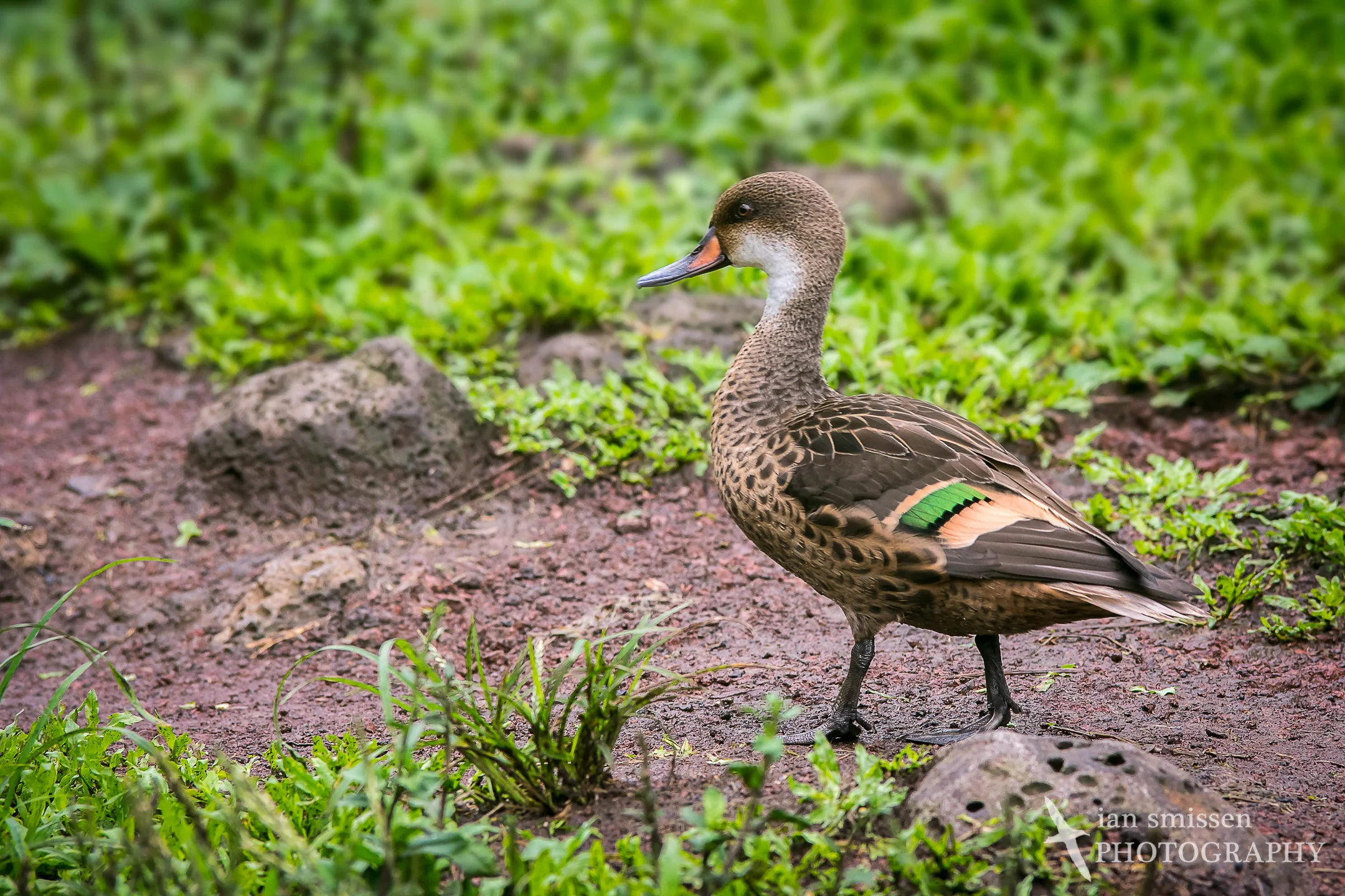 White-cheeked Pintail