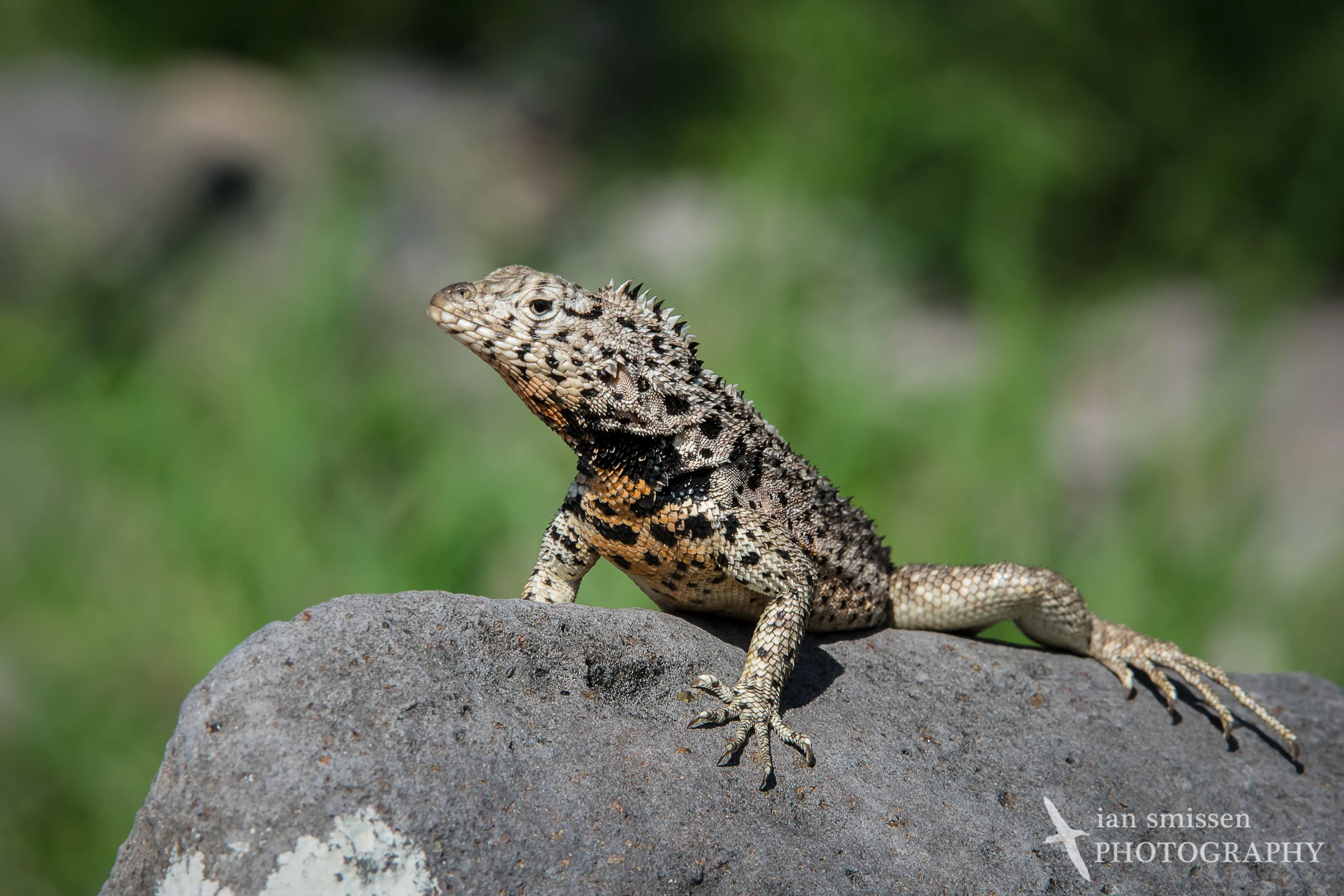 Galápagos Lava Lizard (male)