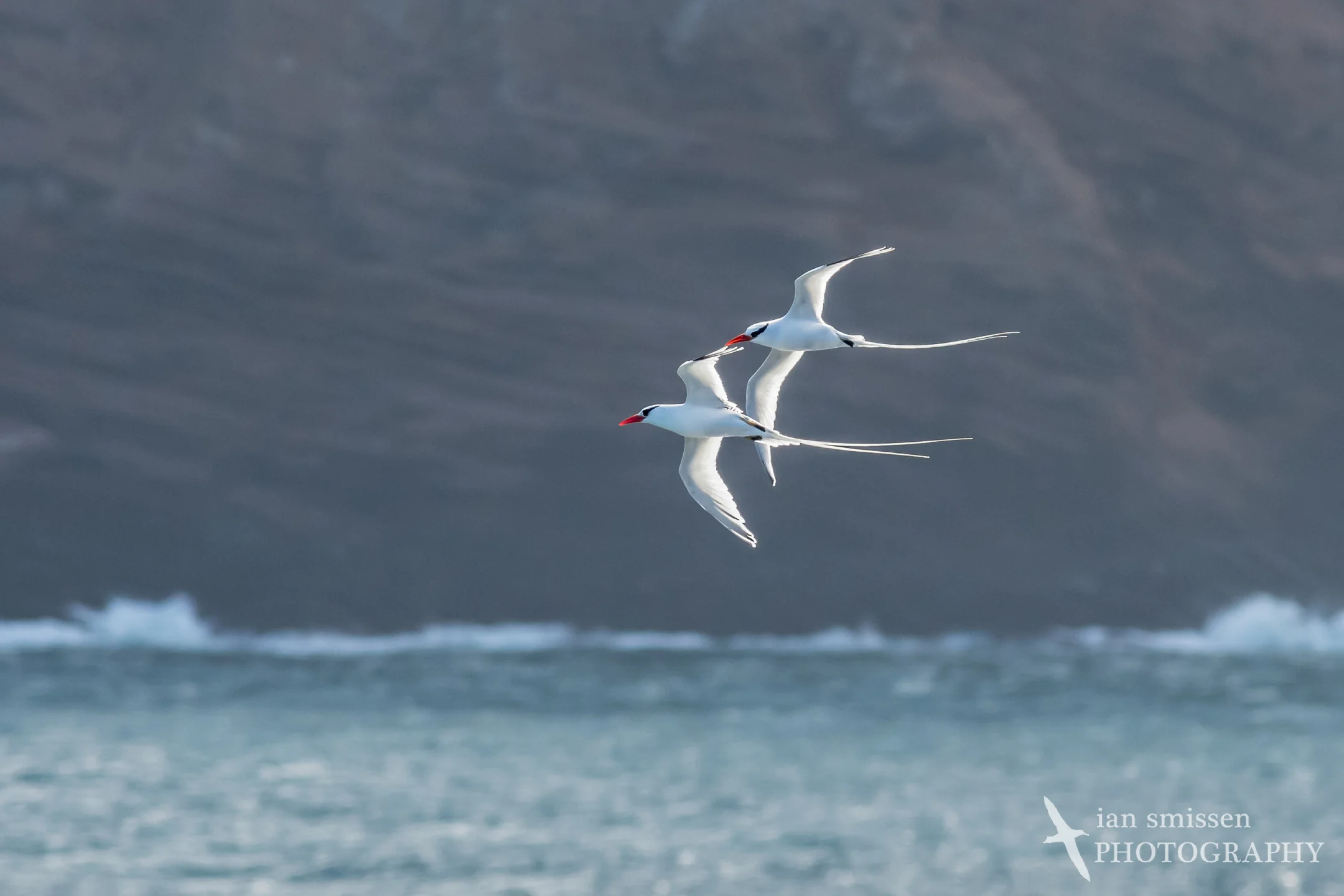 Red-billed Tropicbird
