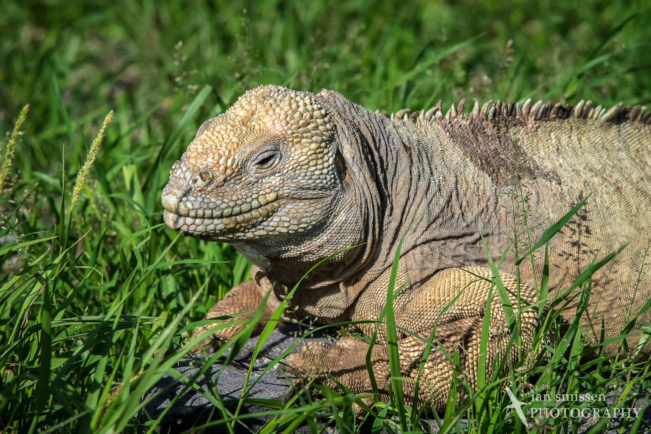 Santa Fé Land Iguana