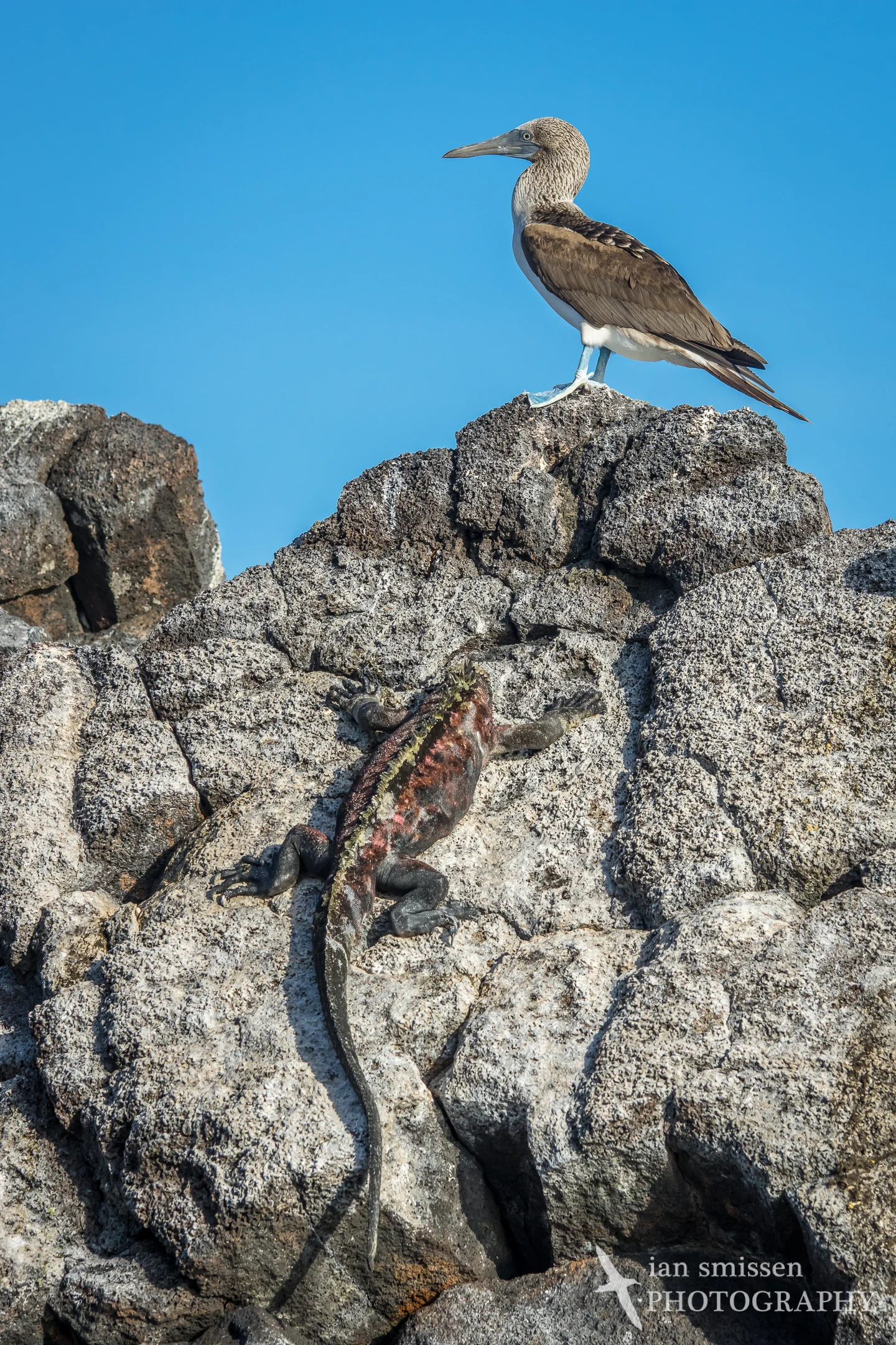 Marine Iguana and Blue-footed Booby