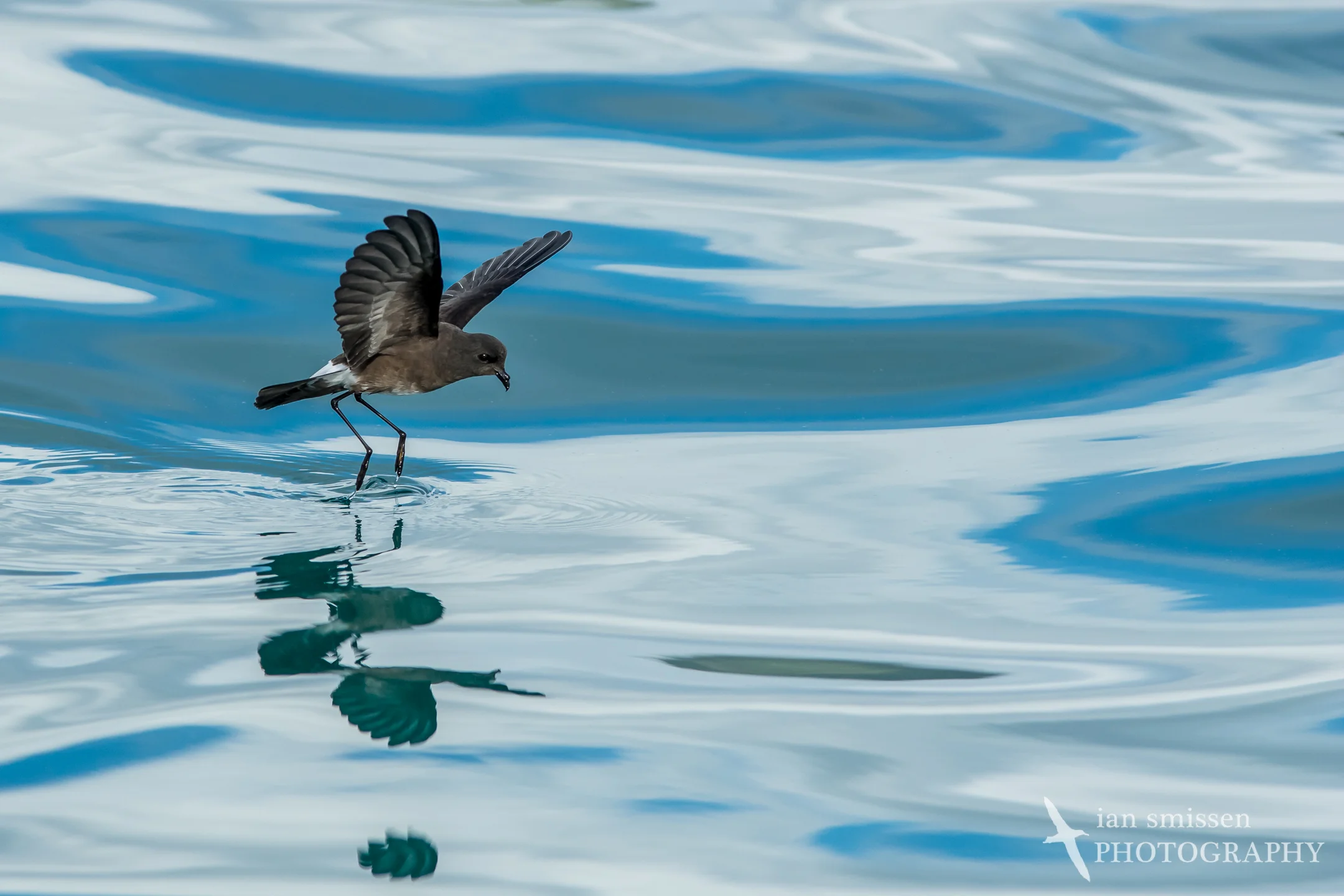 White-vented (Elliott's) Storm-petrel