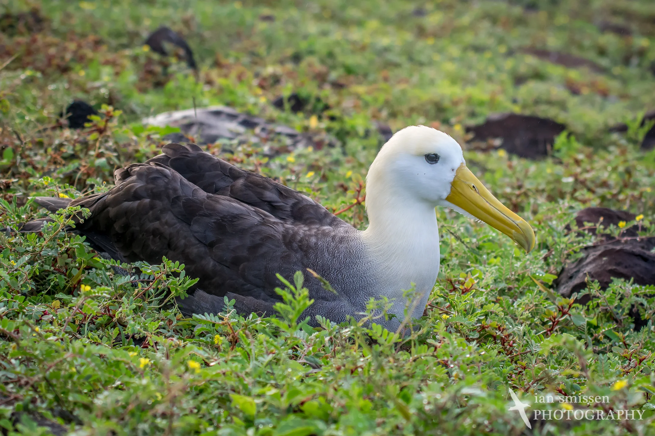 Waved Albatross
