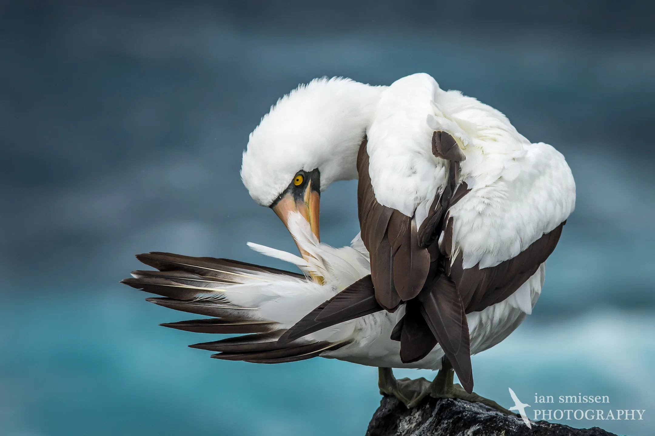 Nazca Booby
