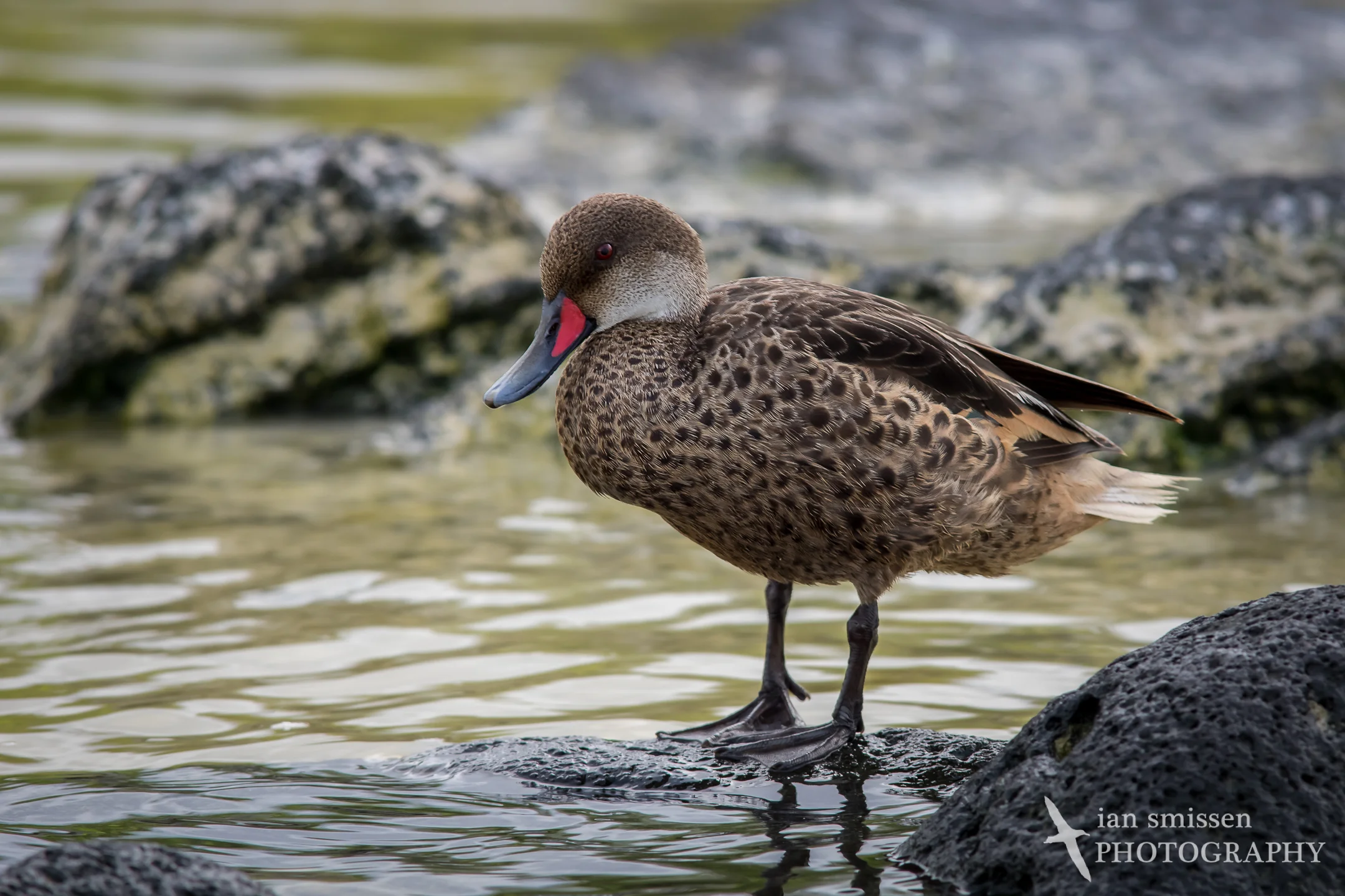 White-cheeked Pintail