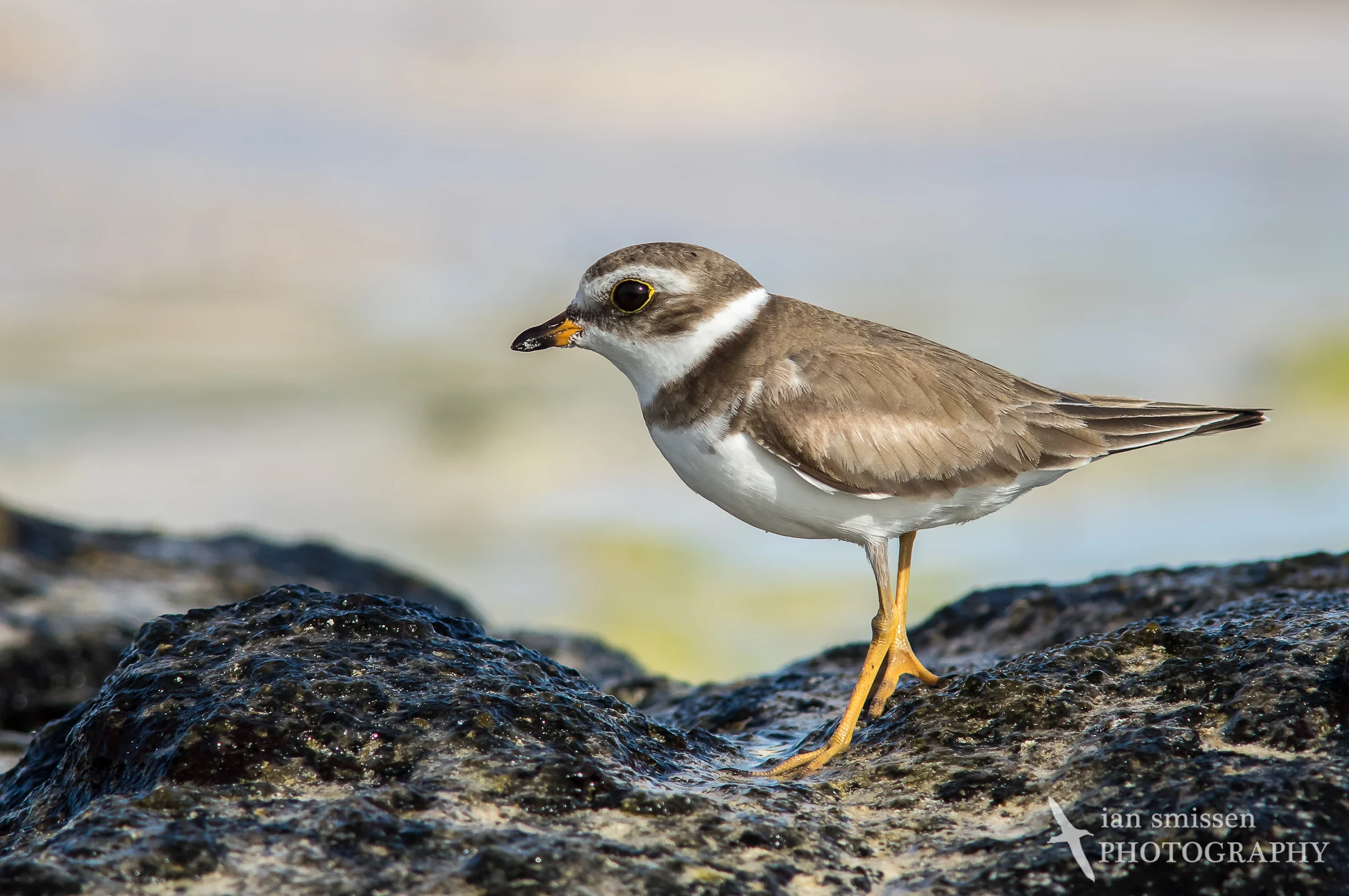 Semi-palmated Plover