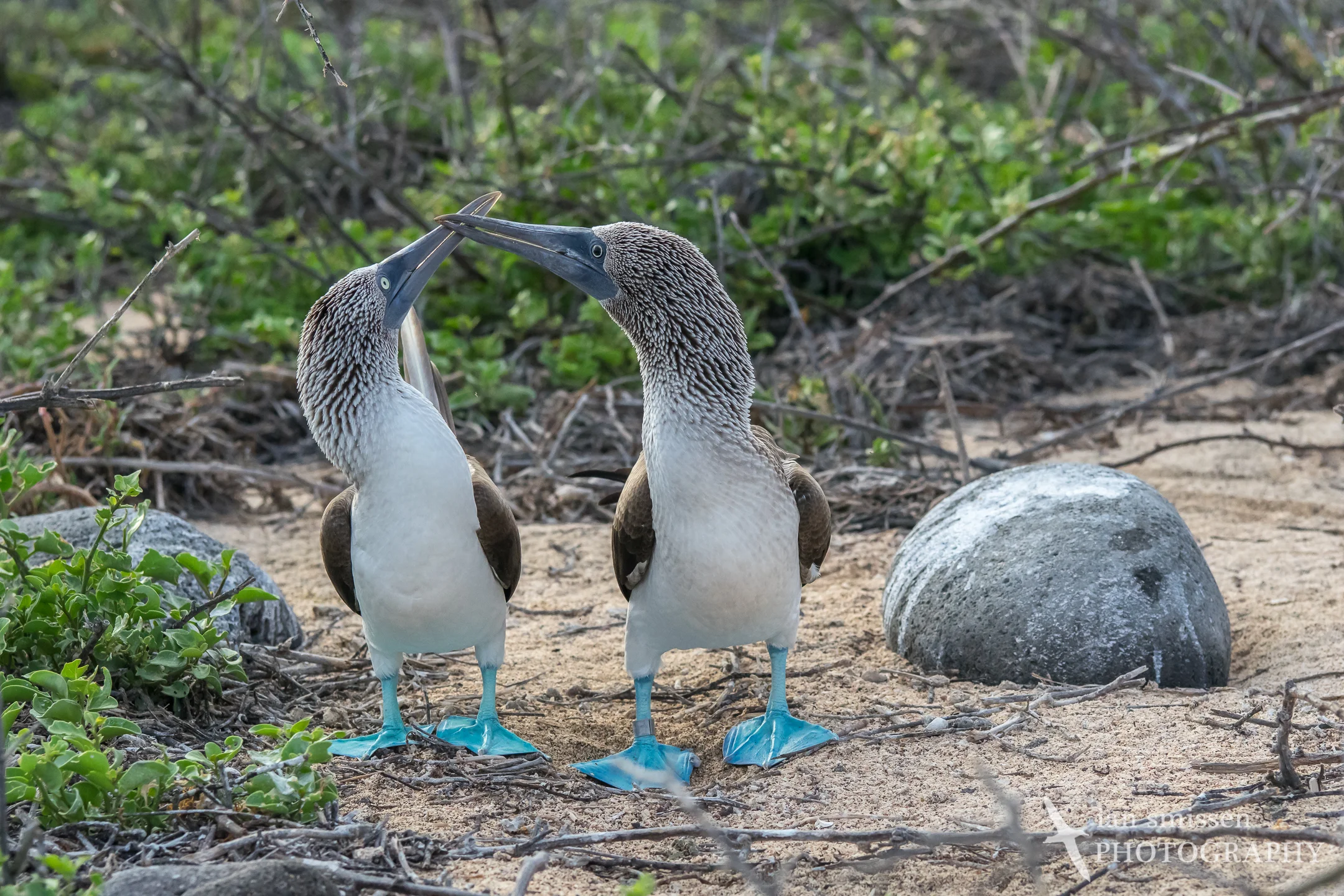Blue-footed Booby