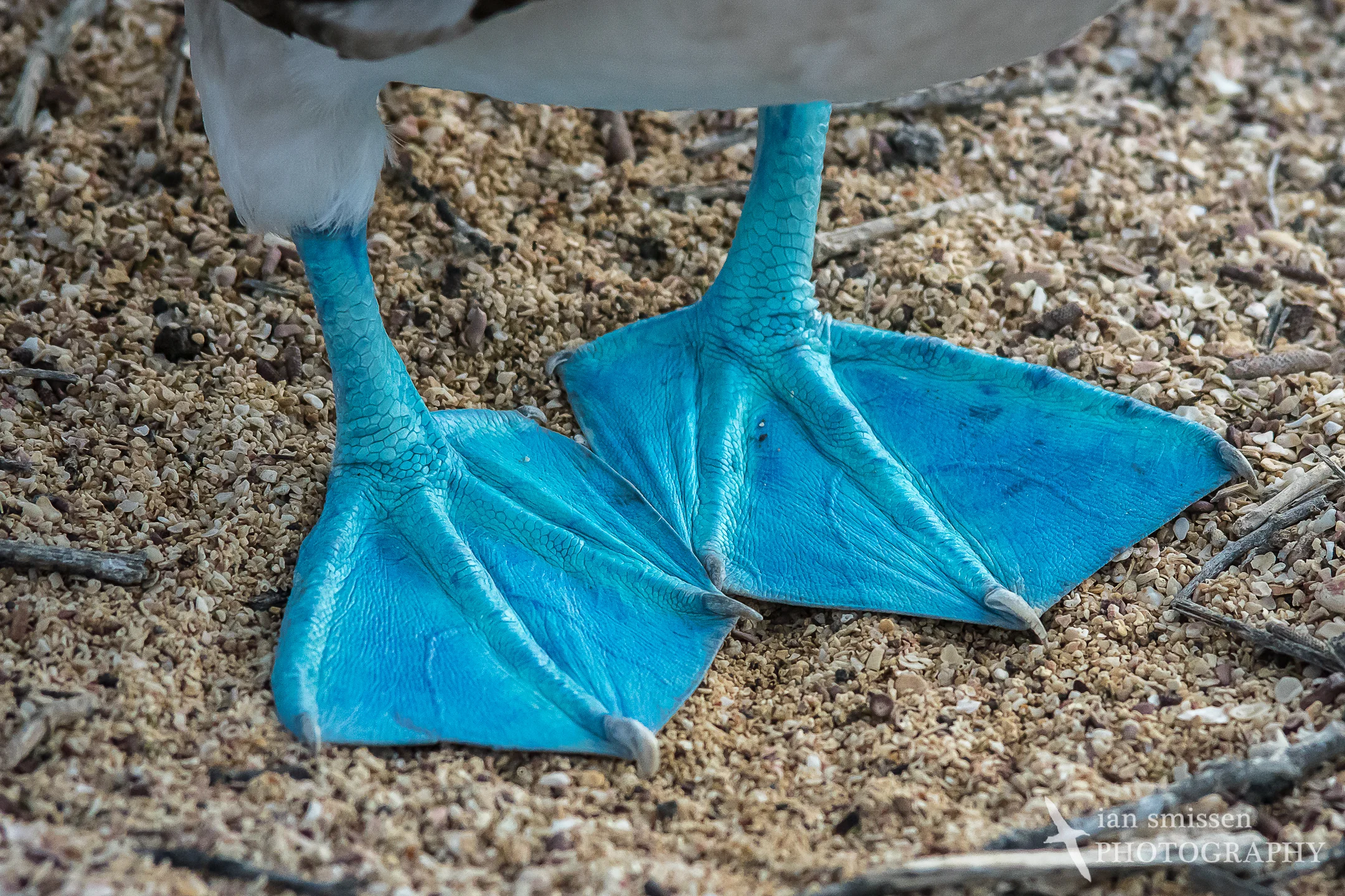 Blue-footed Booby