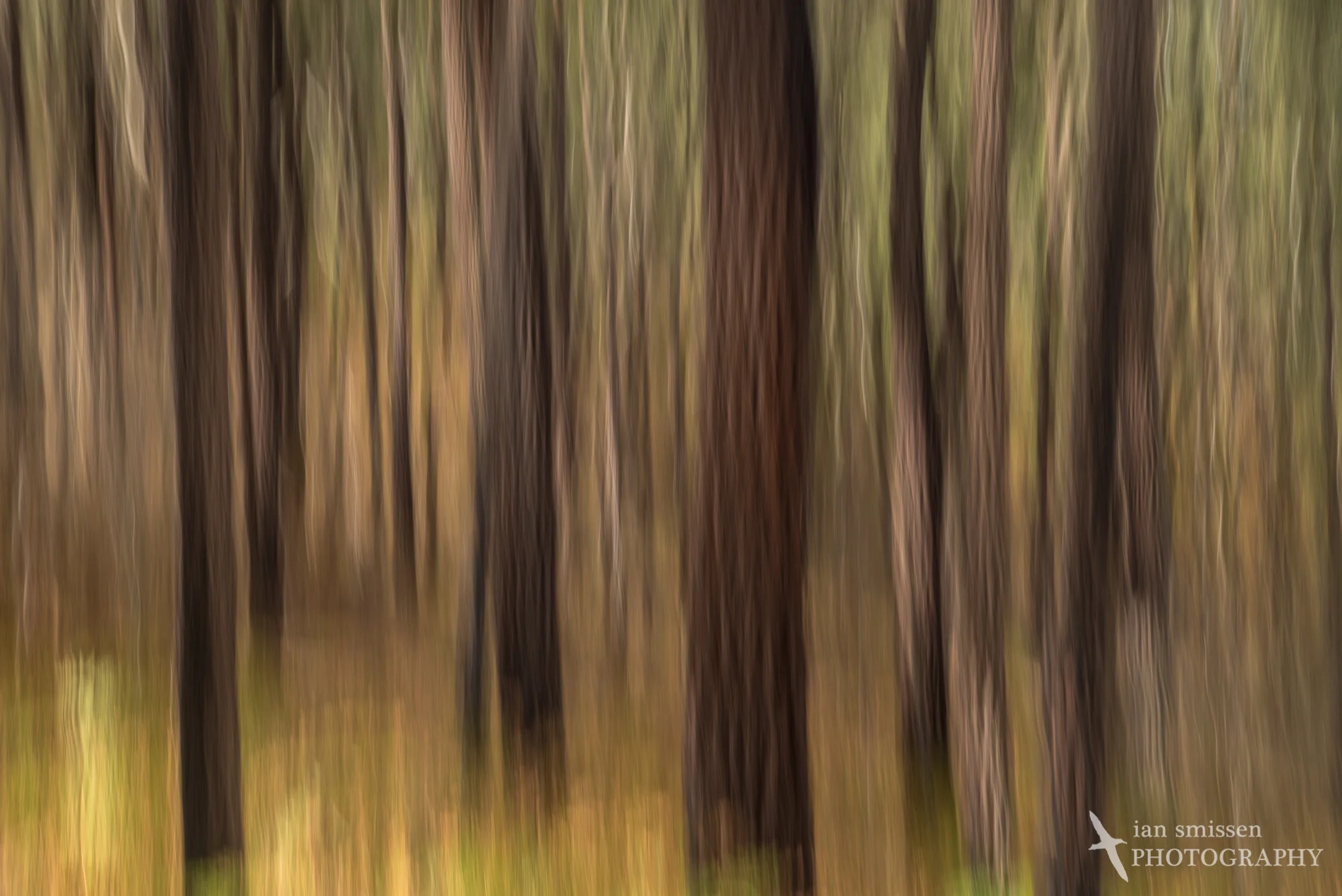 Vertical panning 58mm, ISO 100, 1/4 second @ f/11