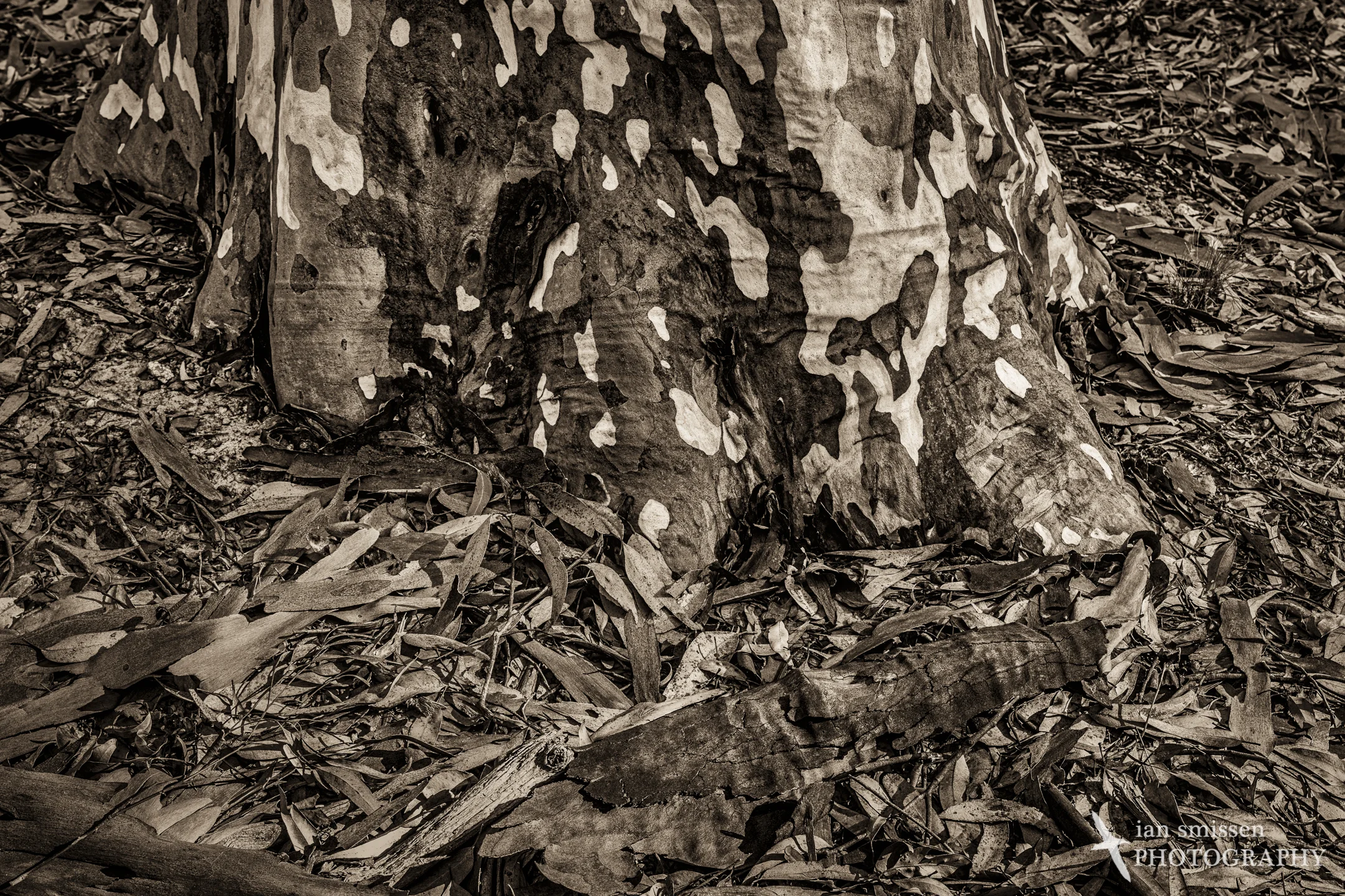 Spotted Gum and leaf litter 60mm, ISO 100, 1/40 second @ f/11