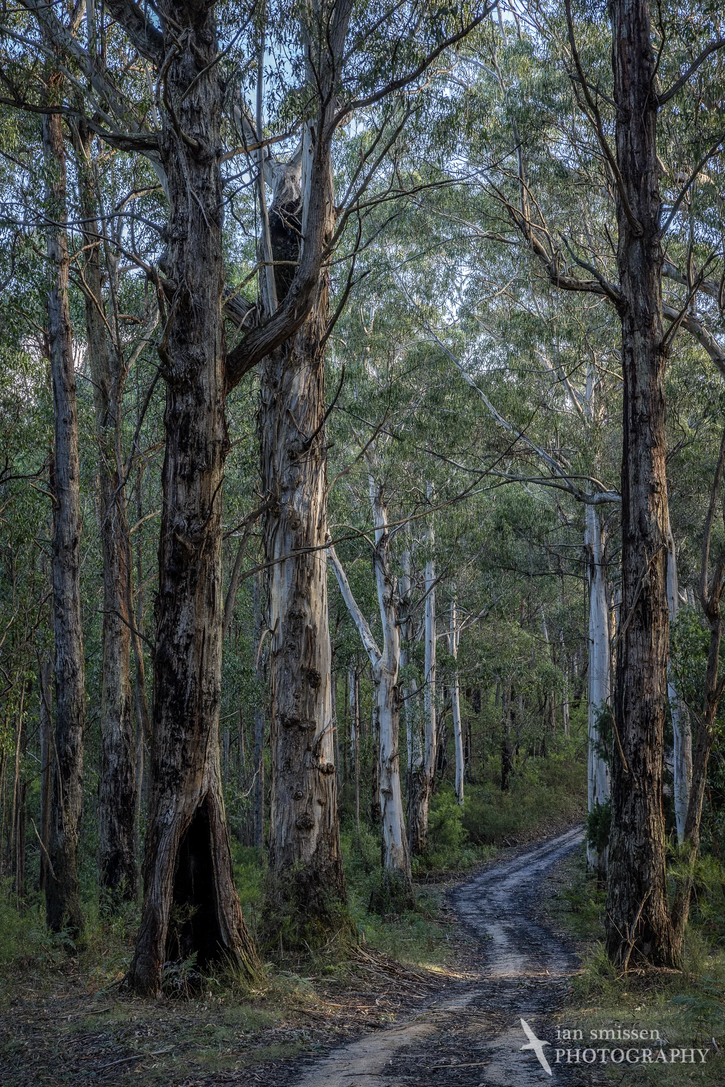 Big Hill Track, Great Otway National Park, Victoria, Australia 60mm, ISO 100, 5-shot HDR: 1/5 to 3 seconds @ f/16