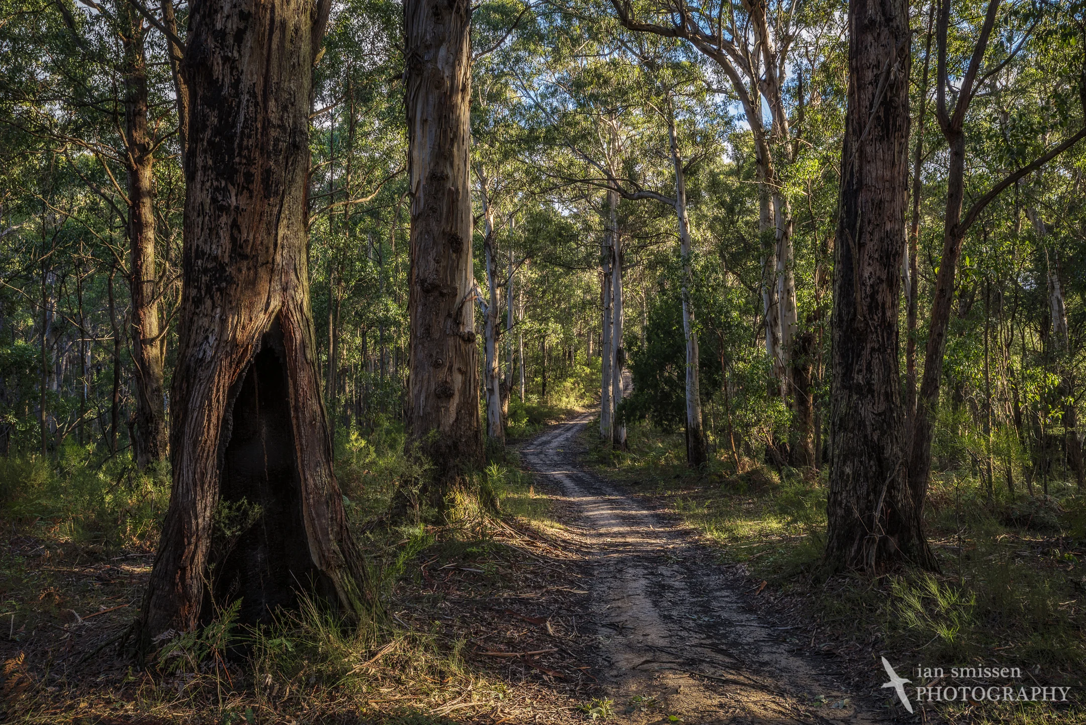 Big Hill Track, Great Otway National Park, Victoria, Australia 29mm, ISO 100, 7-shot HDR: 1/5 to 6 seconds @ f/16