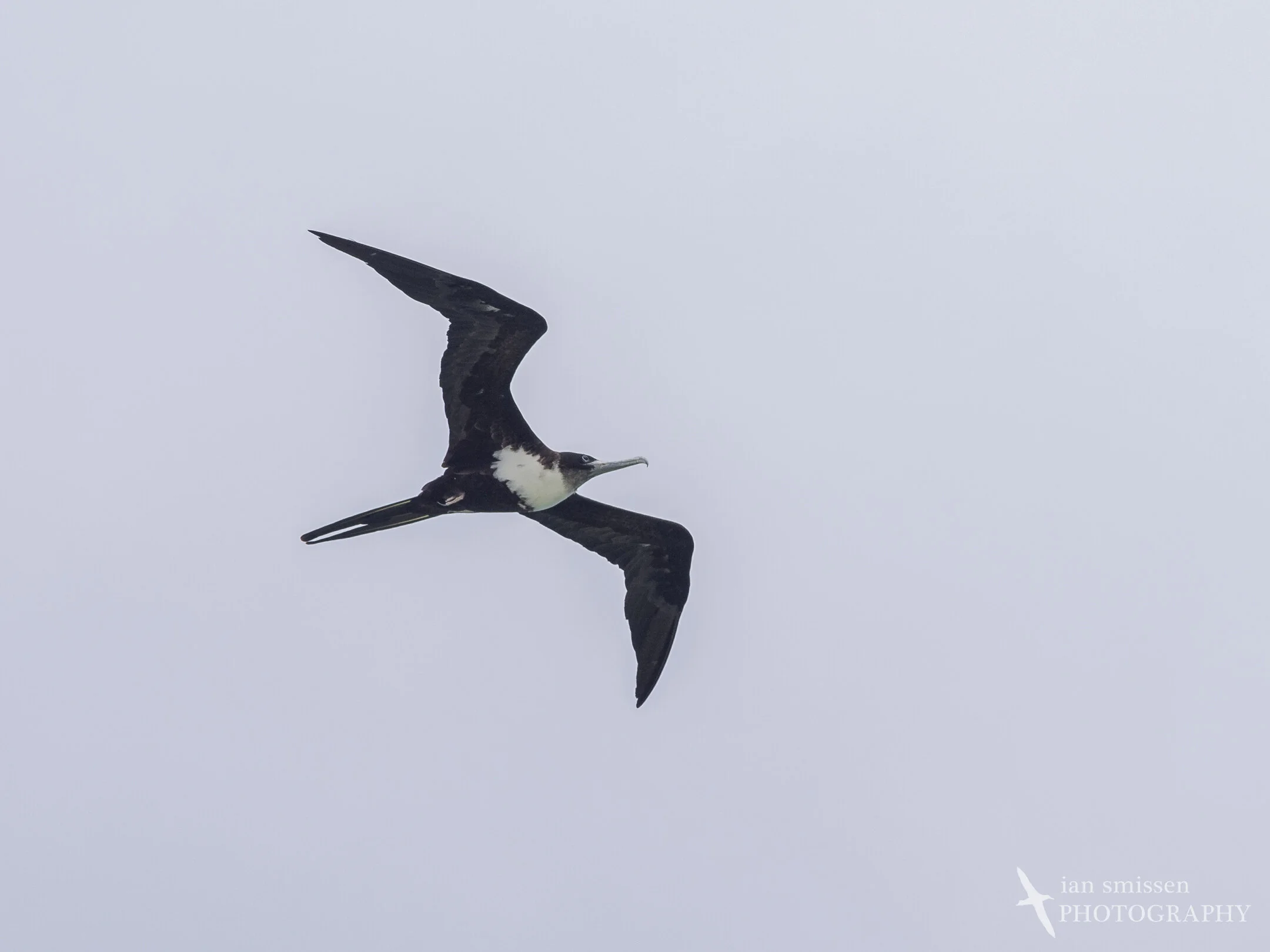 Great Frigatebird (female)