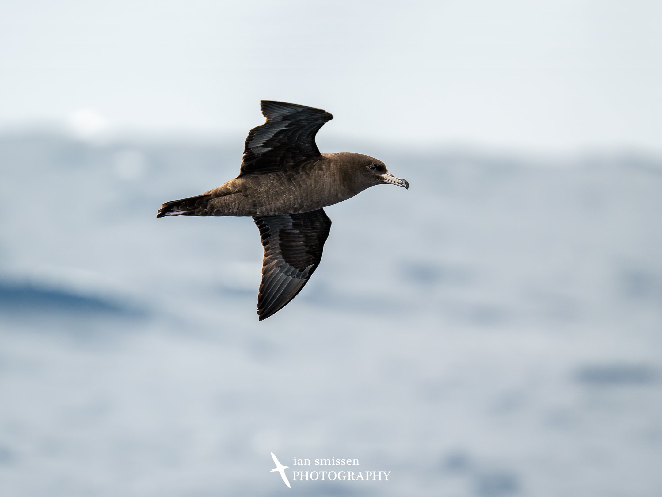 Flesh-footed Shearwater