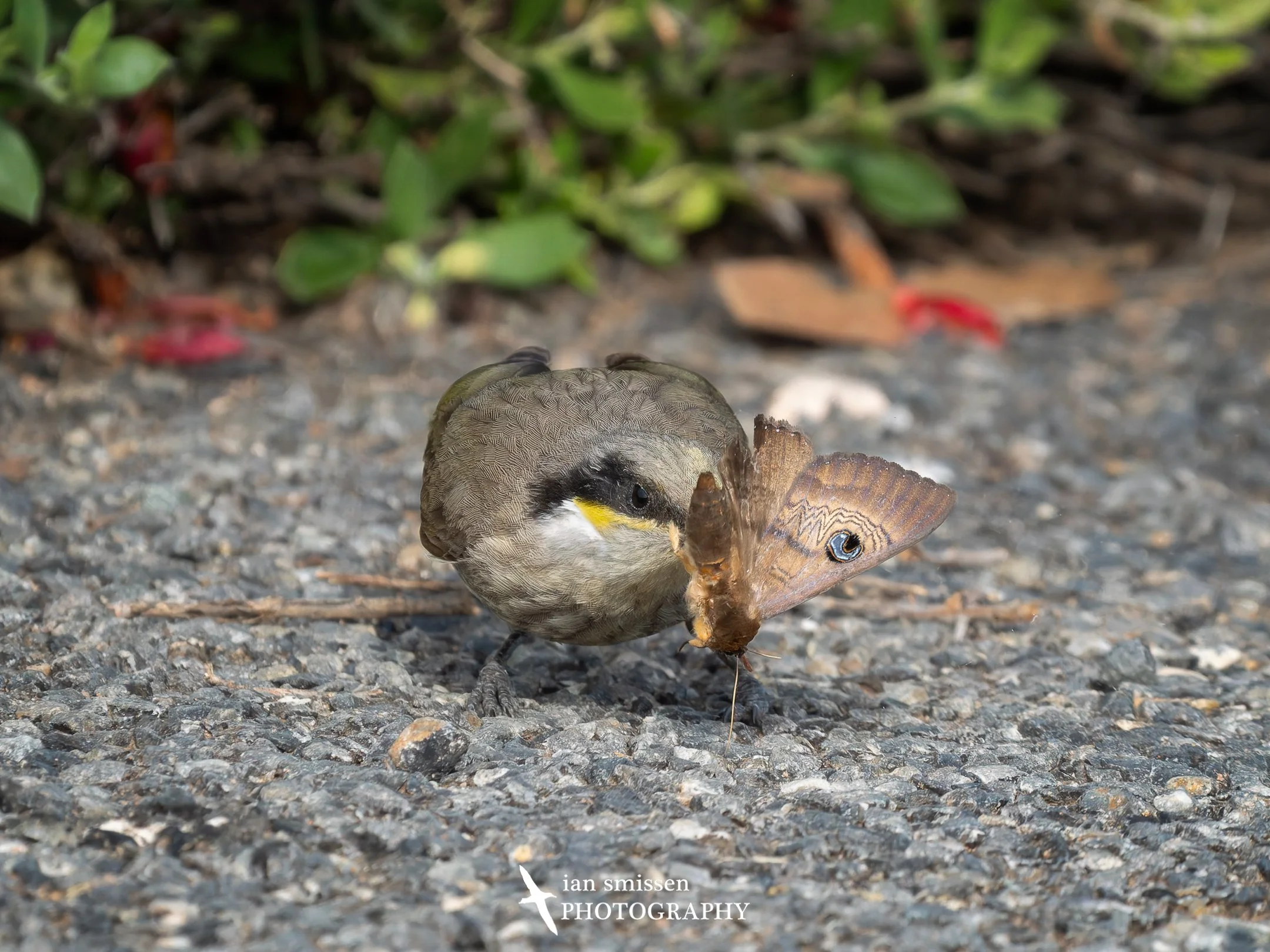 Photograph of Singing Honeyeater with Southern Moon Moth
