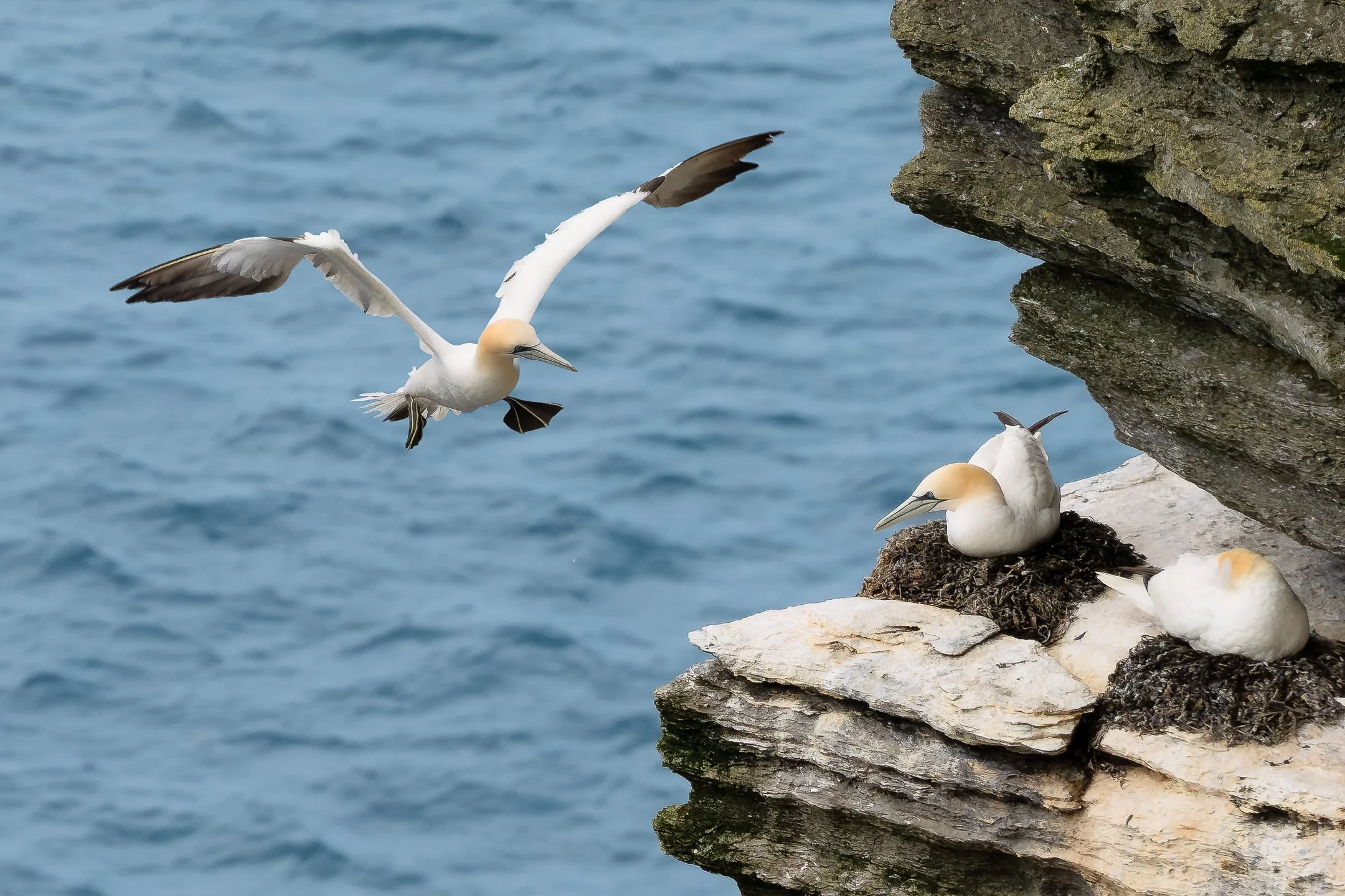Northern Gannet approaching cliff at Noup Head