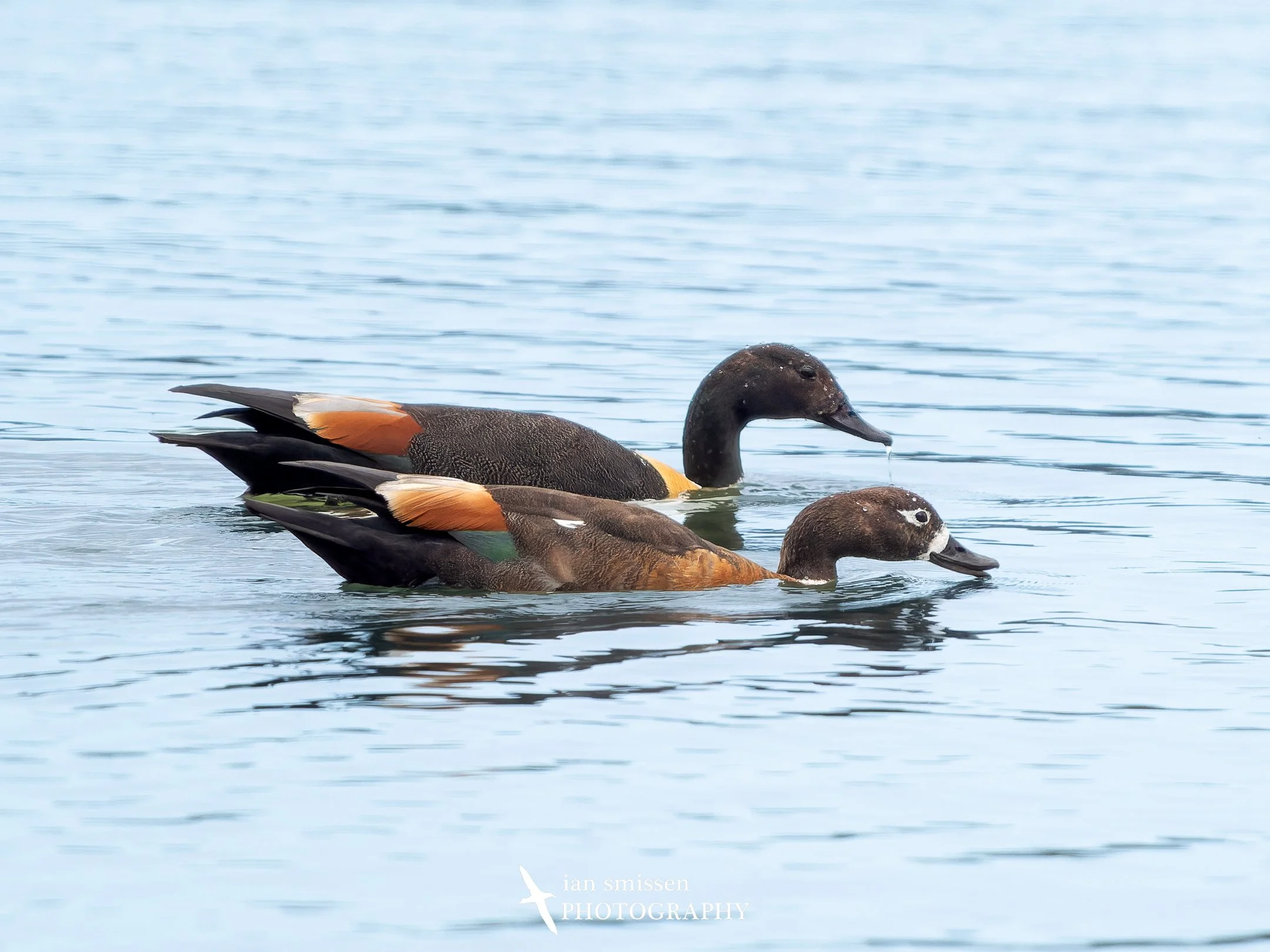 Photograph of a pair of Australian Shelduck