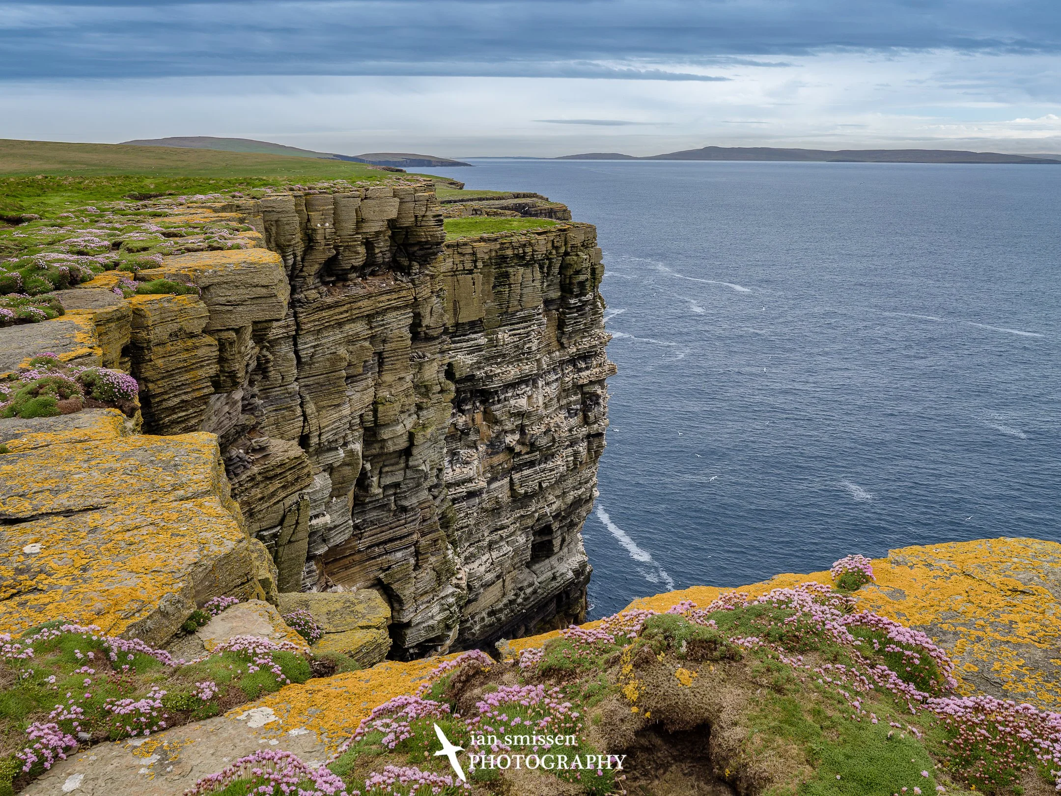 Noup Head Gannet Colony, Orkney