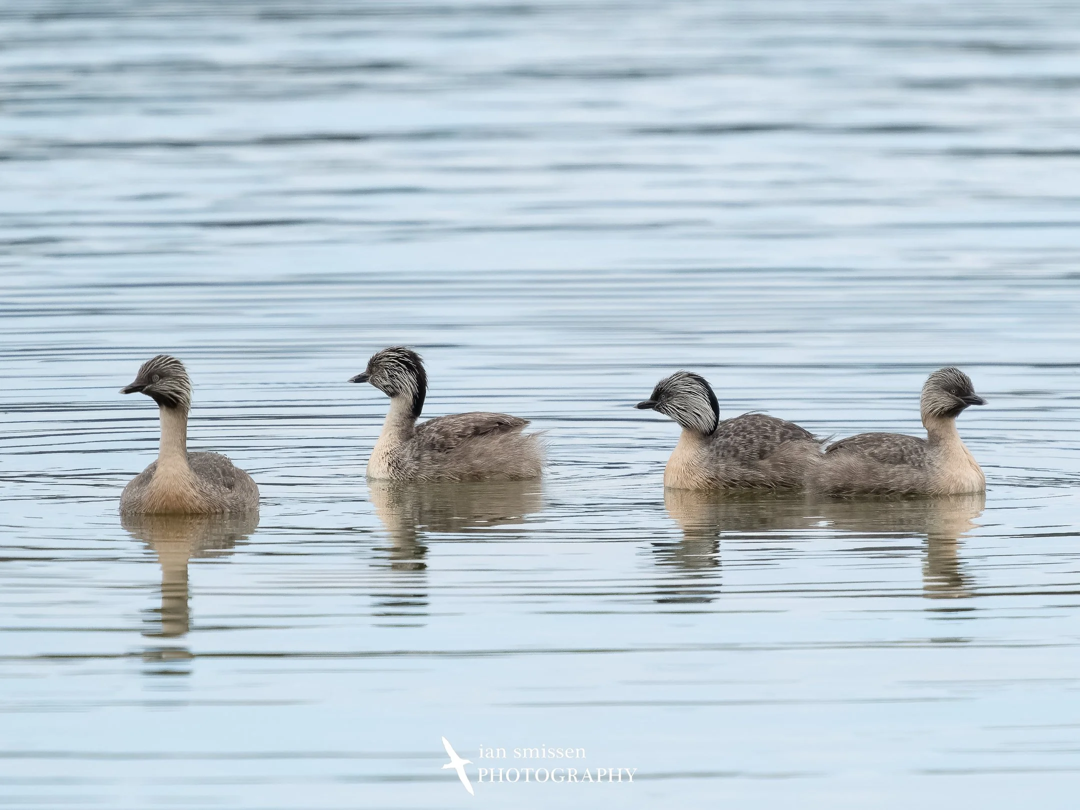 Photograph of four Hoary-headed Grebes