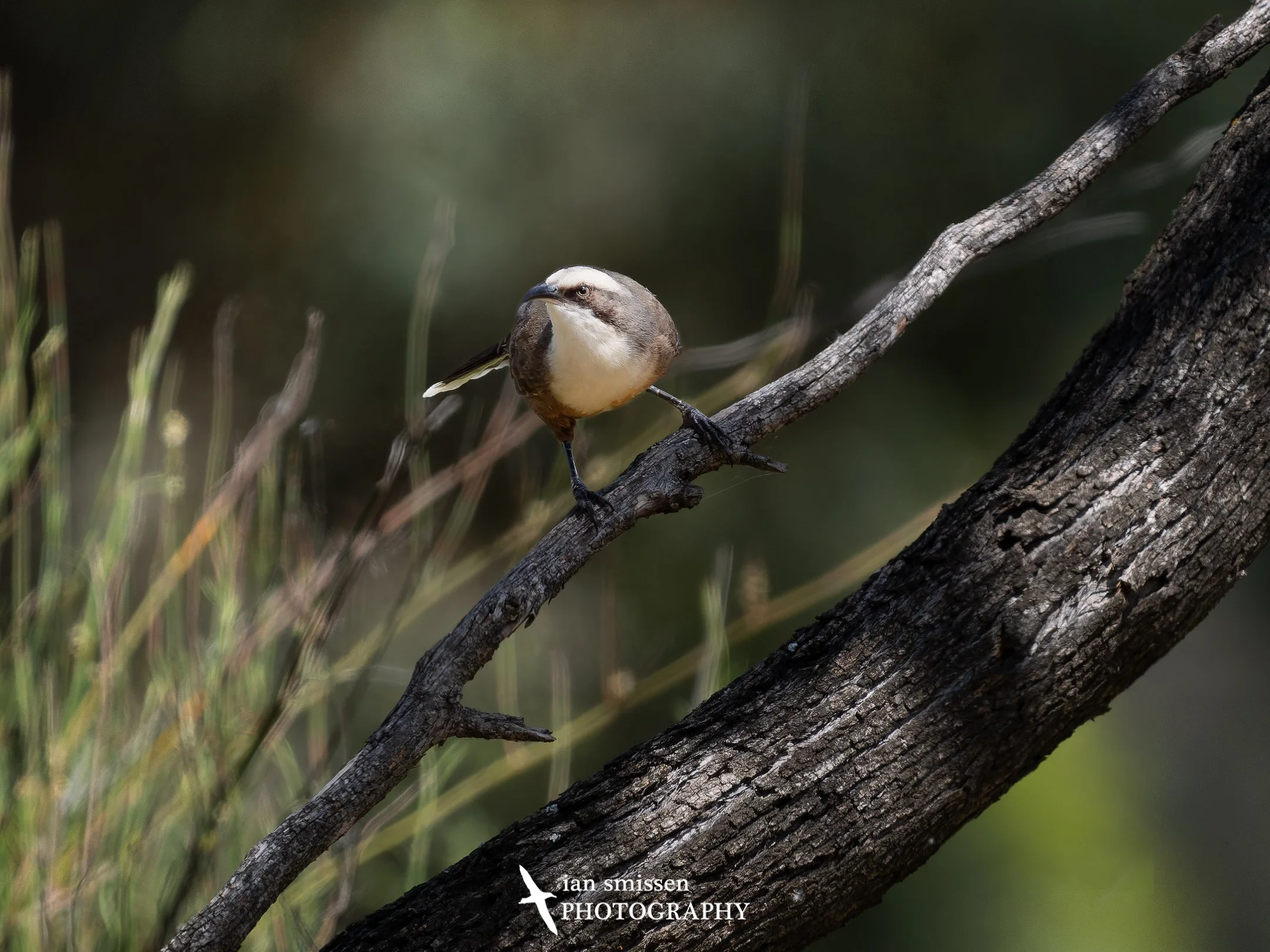Photograph of Grey-crowned Babbler