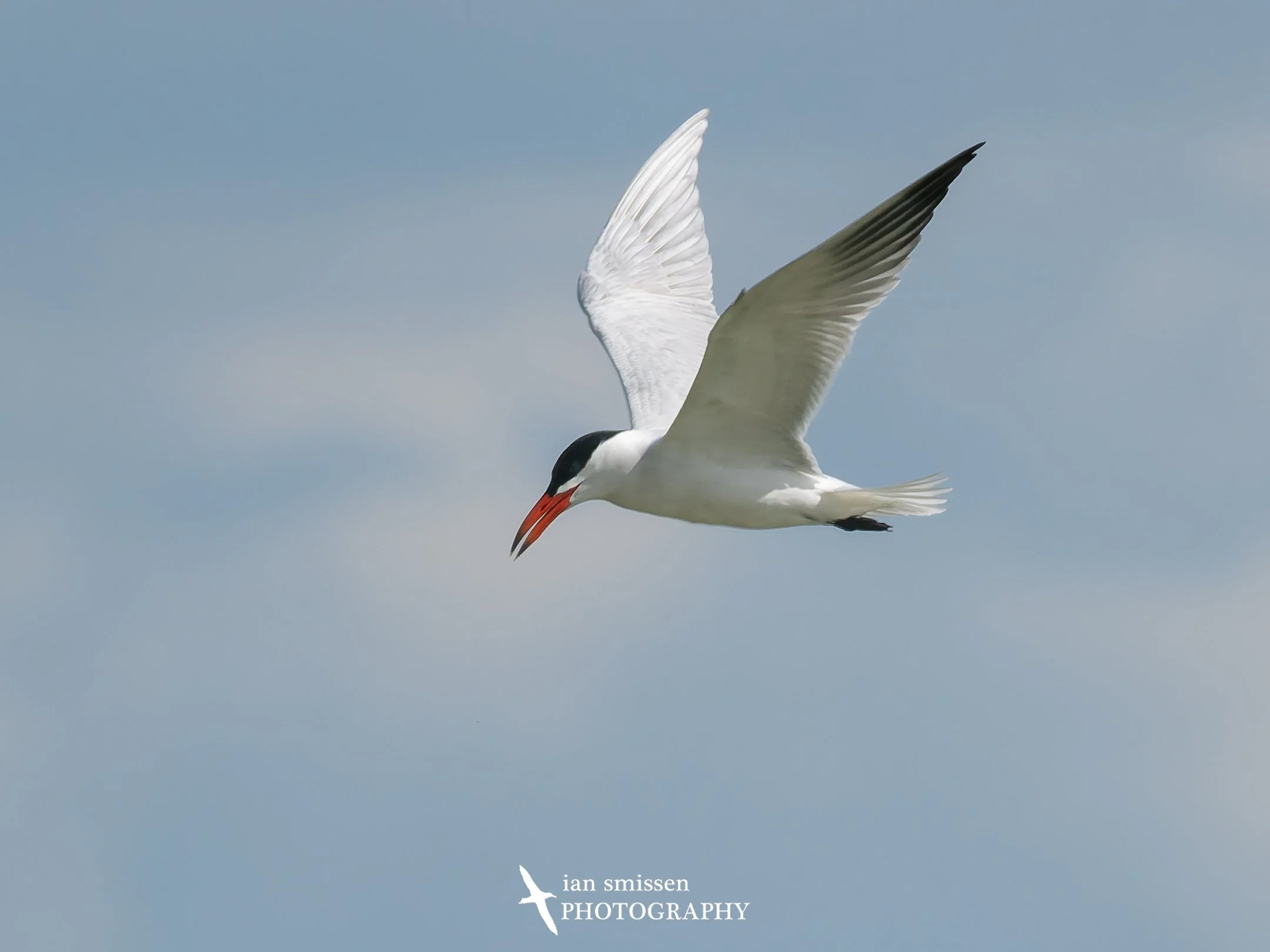 Photograph of Caspian Tern in flight