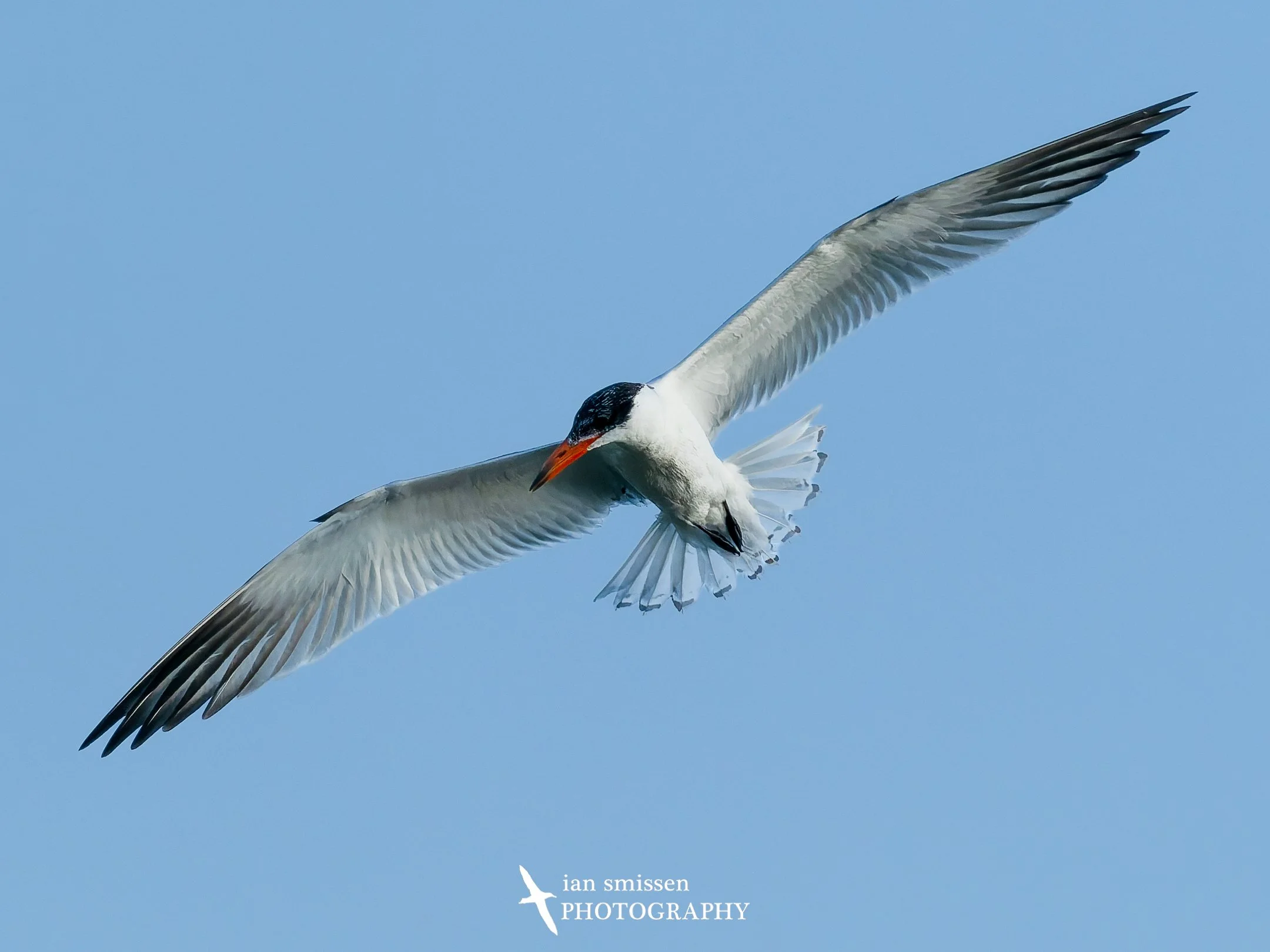 Photograph of Caspian Tern in flight
