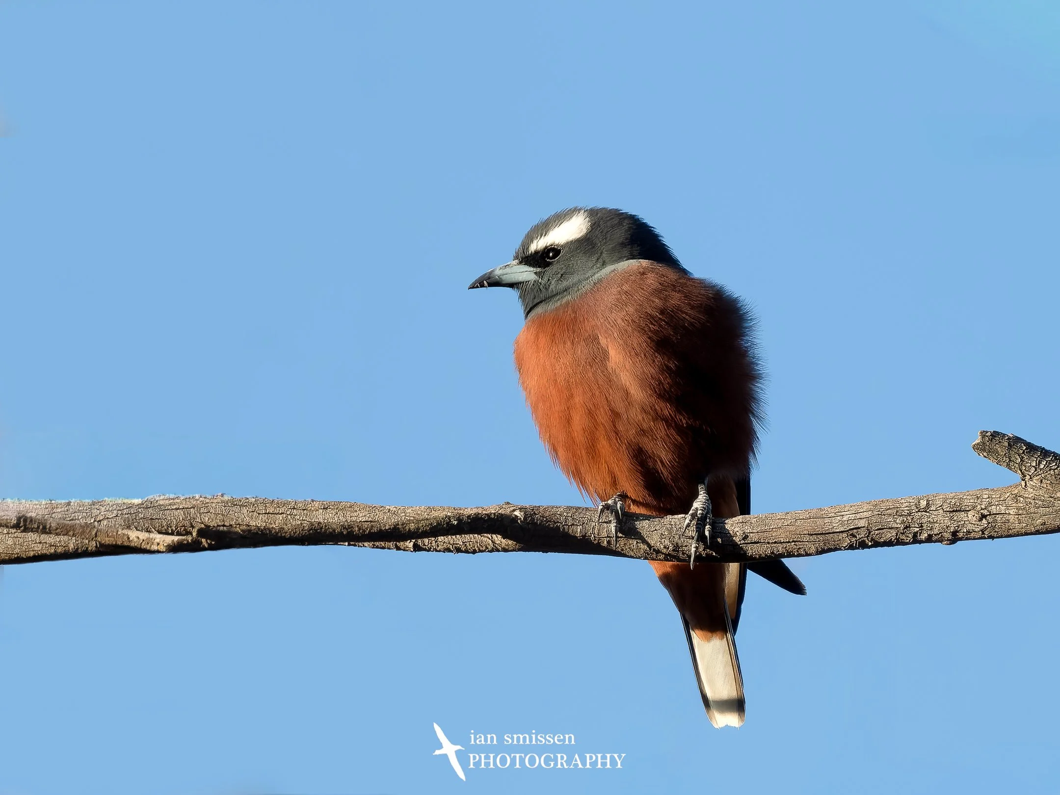 Photograph of White-browed Woodswallow