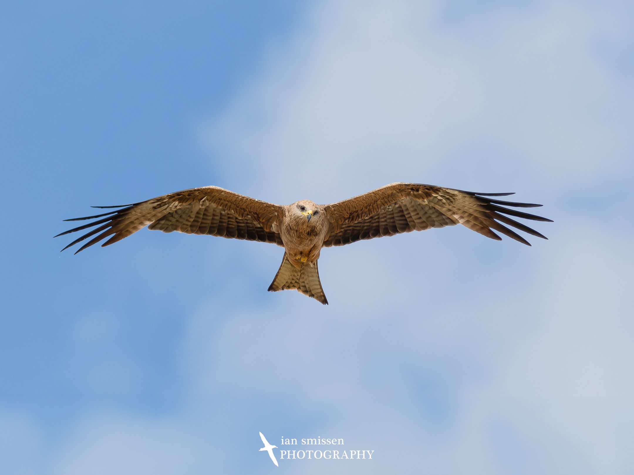 Photograph of Black Kite flying overhead