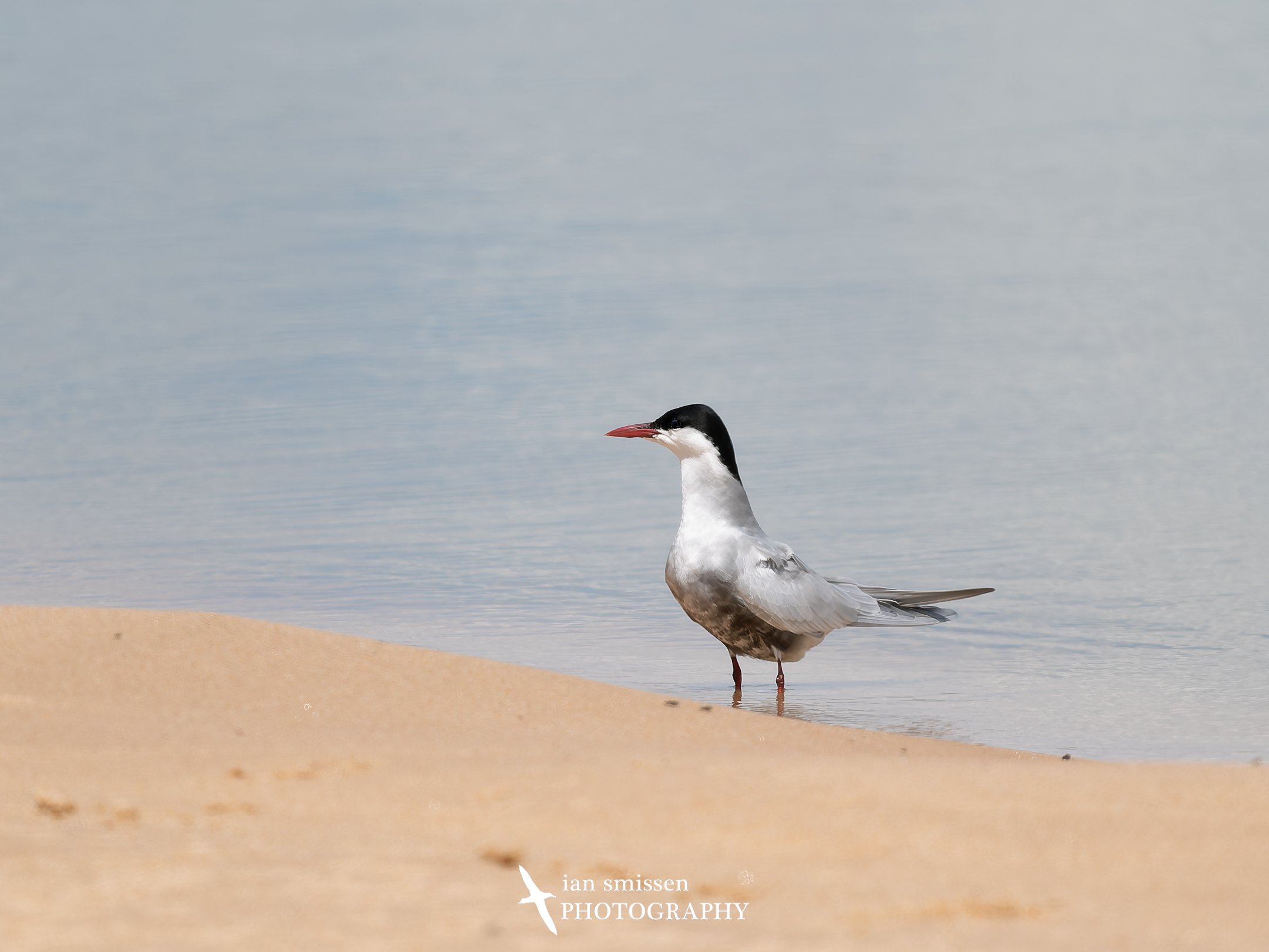 Photograph of Whiskered Tern standing on sandy lake shore