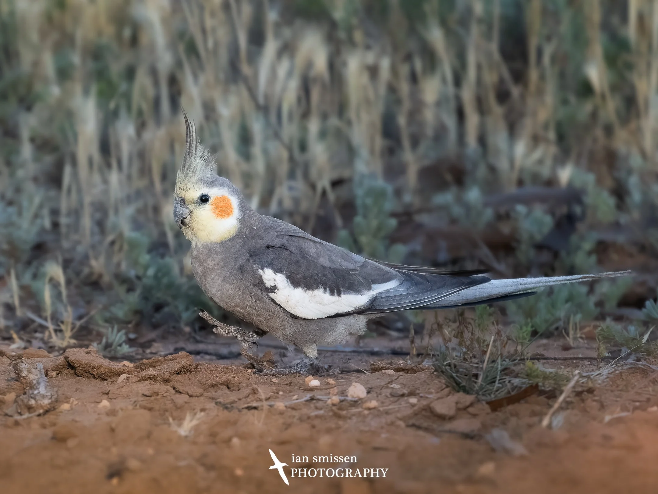 Photograph of Cockatiel on the ground