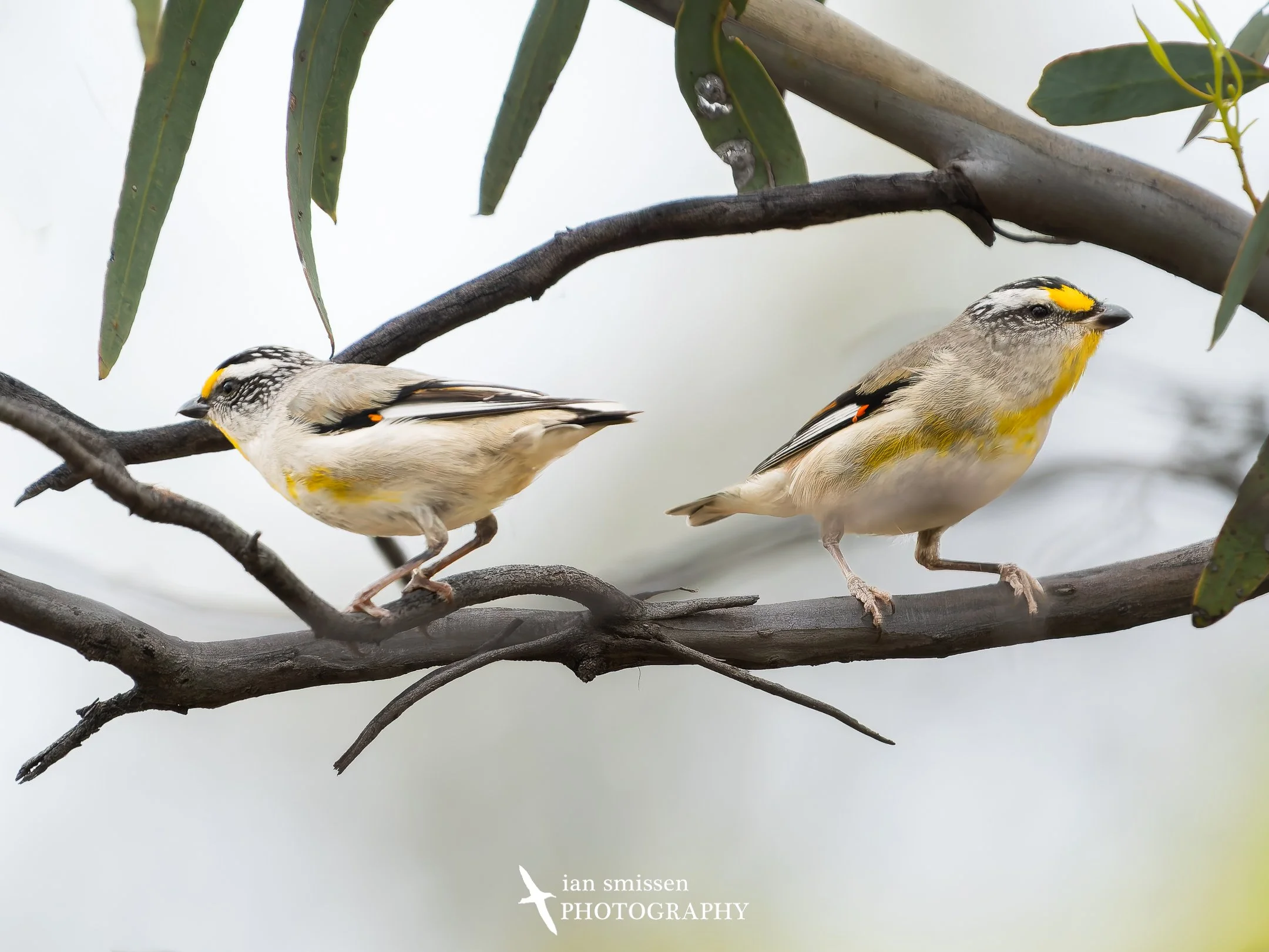 Photograph of a pair of Striated Pardalote