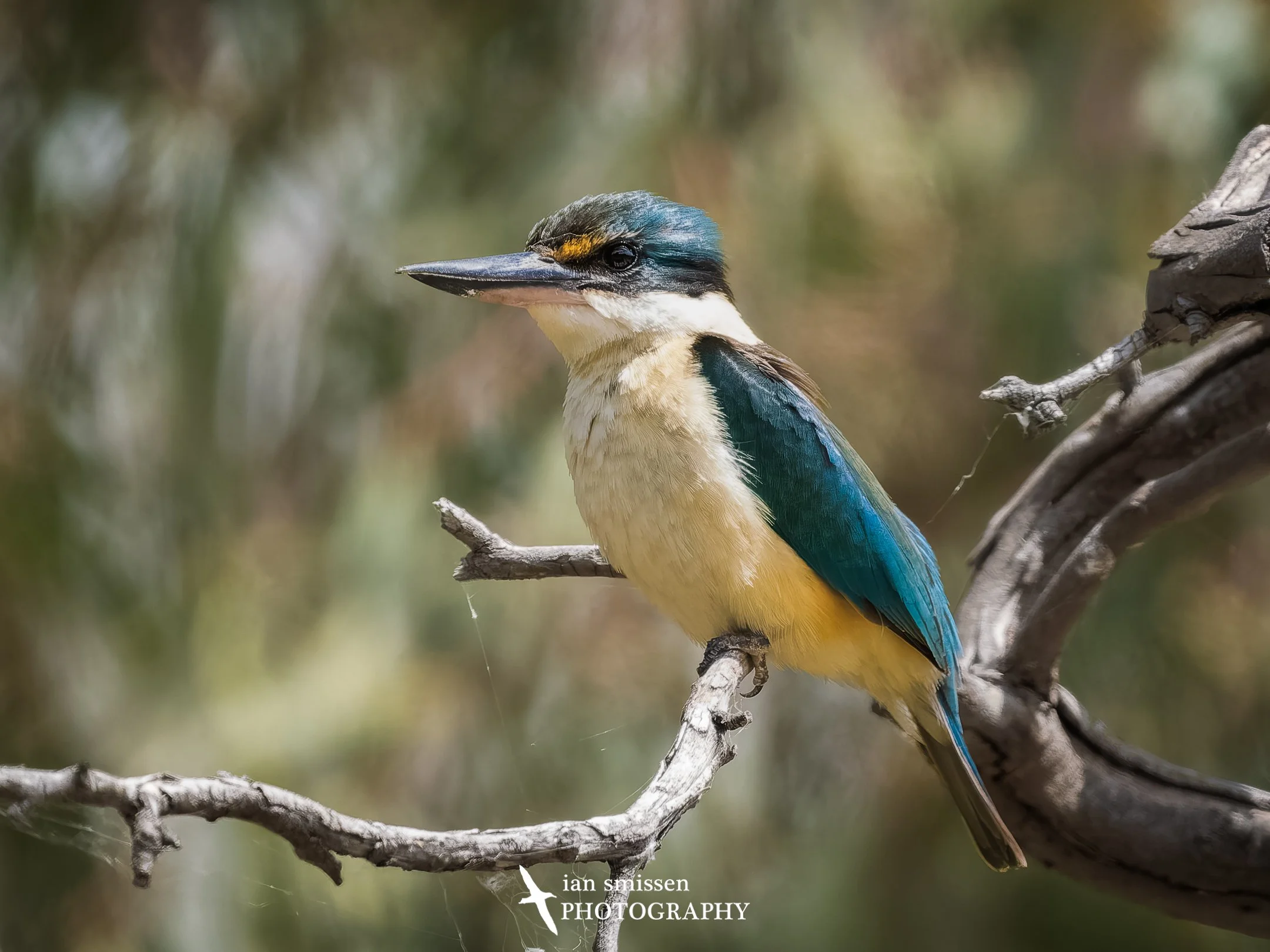 Photograph of Sacred Kingfisher on branch
