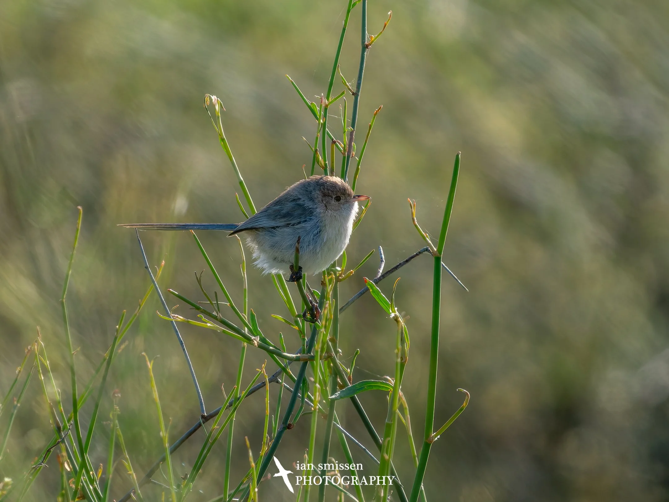 Photograph of female White-winged Fairy-wren