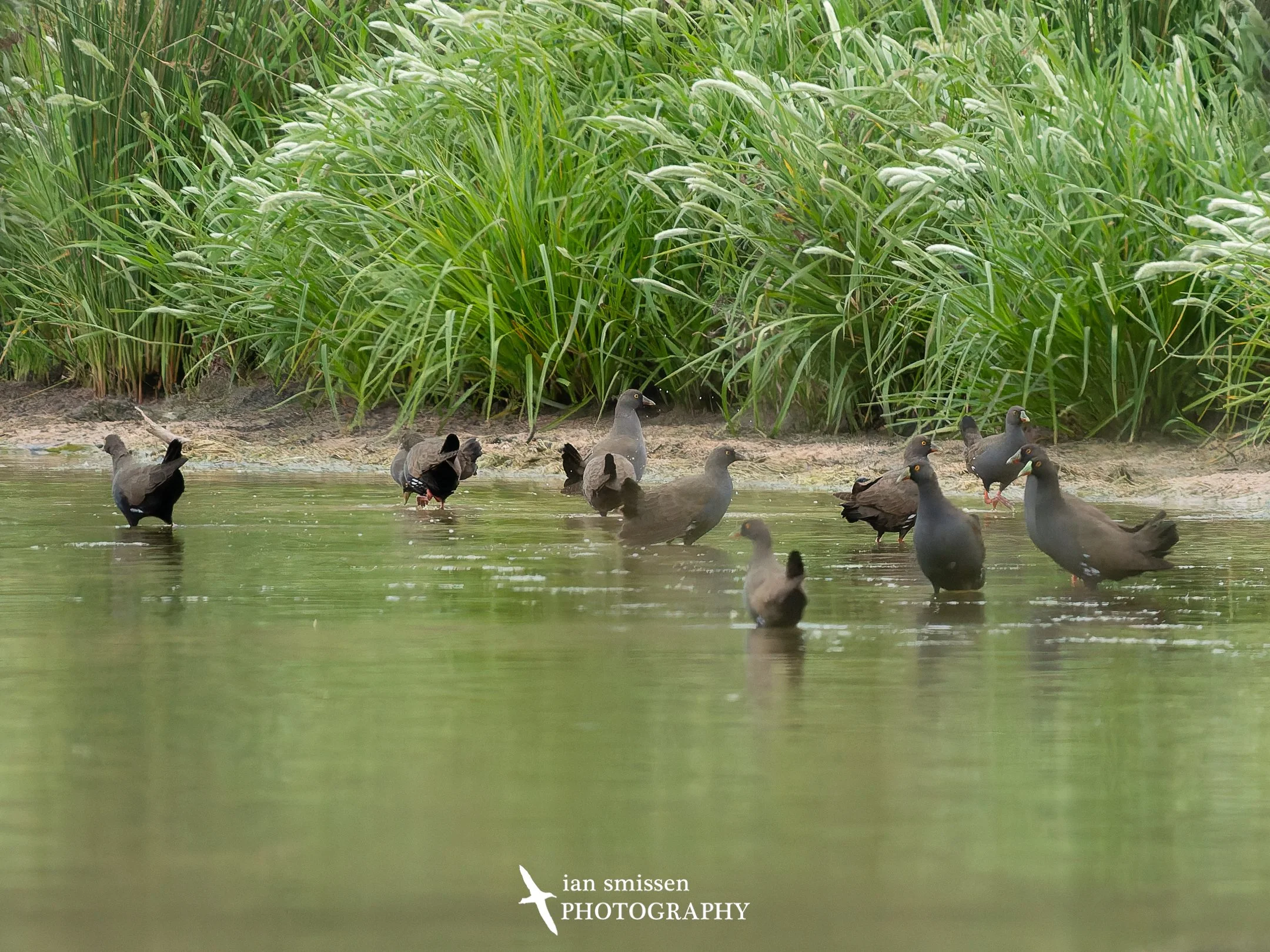 Photograph of a small flock of Black-tailed Native Hen