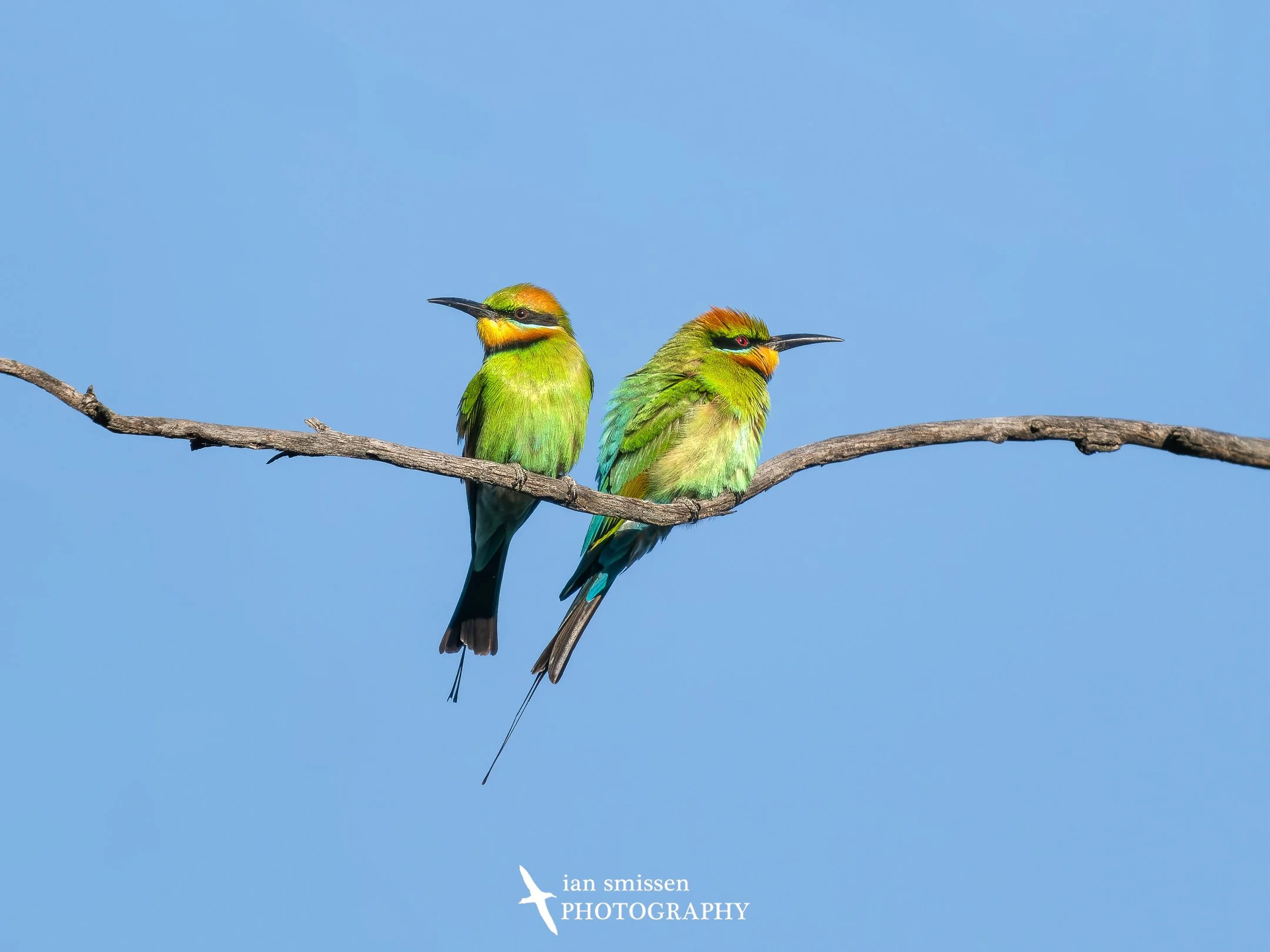 Photograph of a pair of Rainbow Bee-eaters