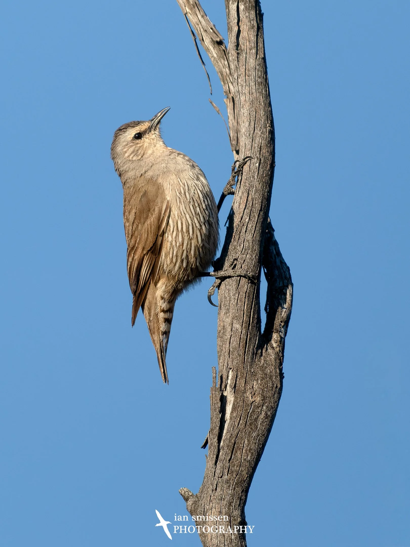 Photograph of Brown Treecreeper