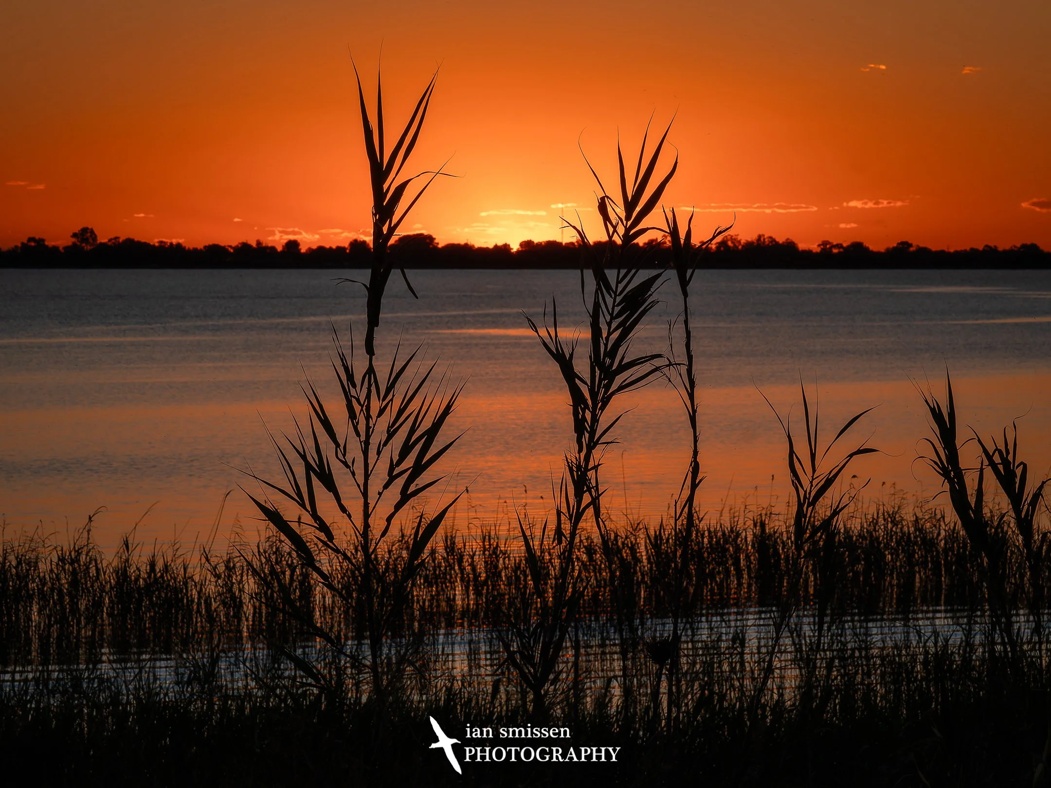 Photograph of sunset over lake with reeds in foreground