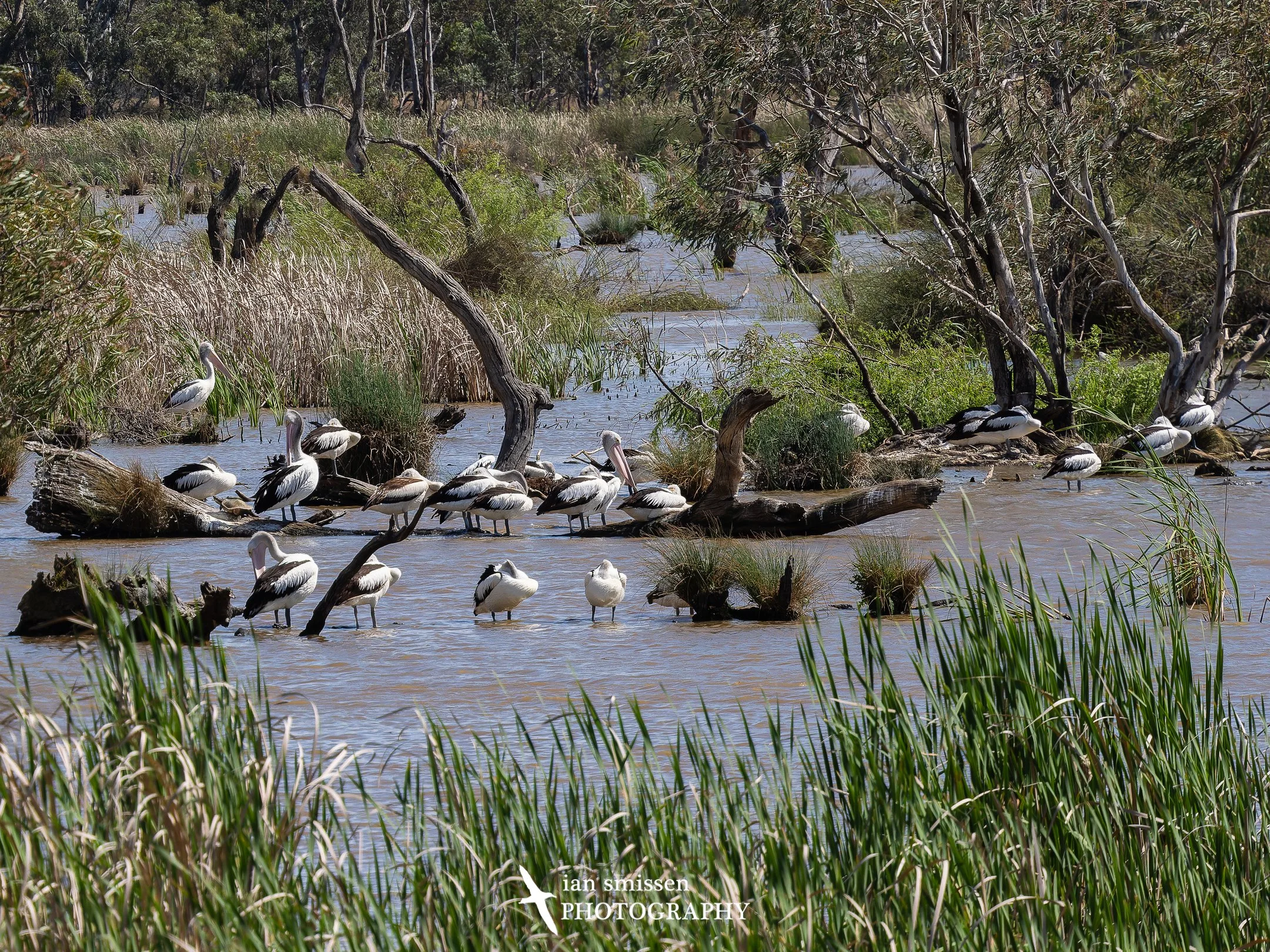 Photograph of pelicans on wetland