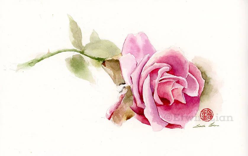 Red Rose, Transparent Watercolor 