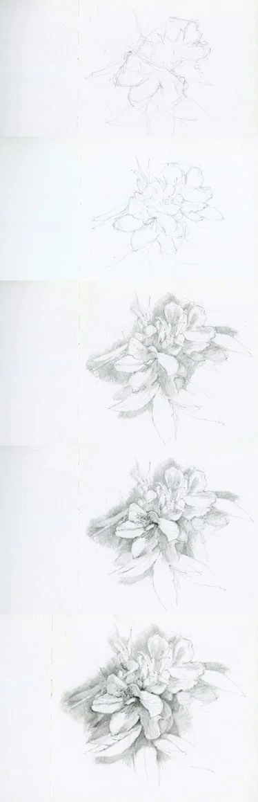 botanical_sketch.jpg