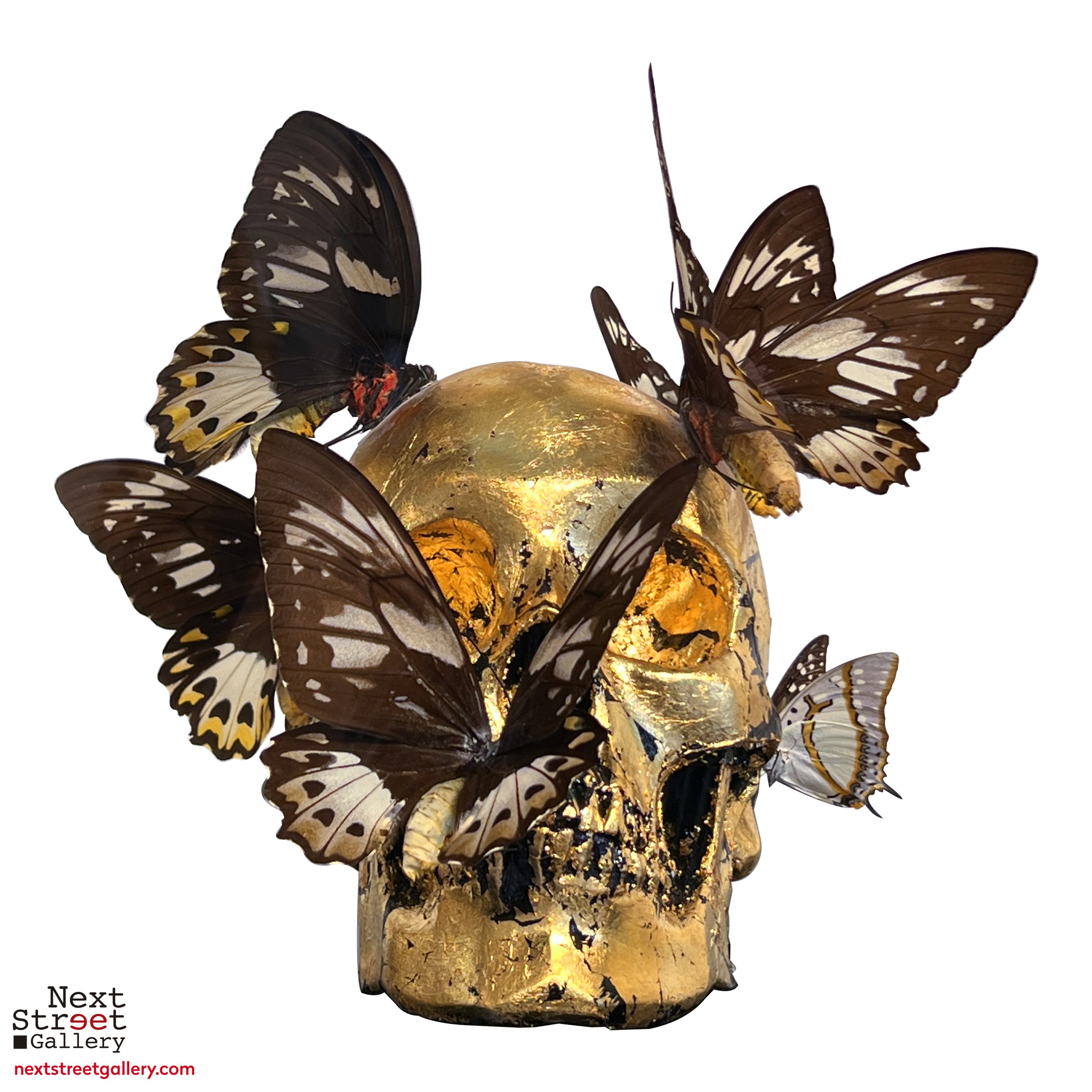 Vanité Aux Papillons | Philippe Pasqua