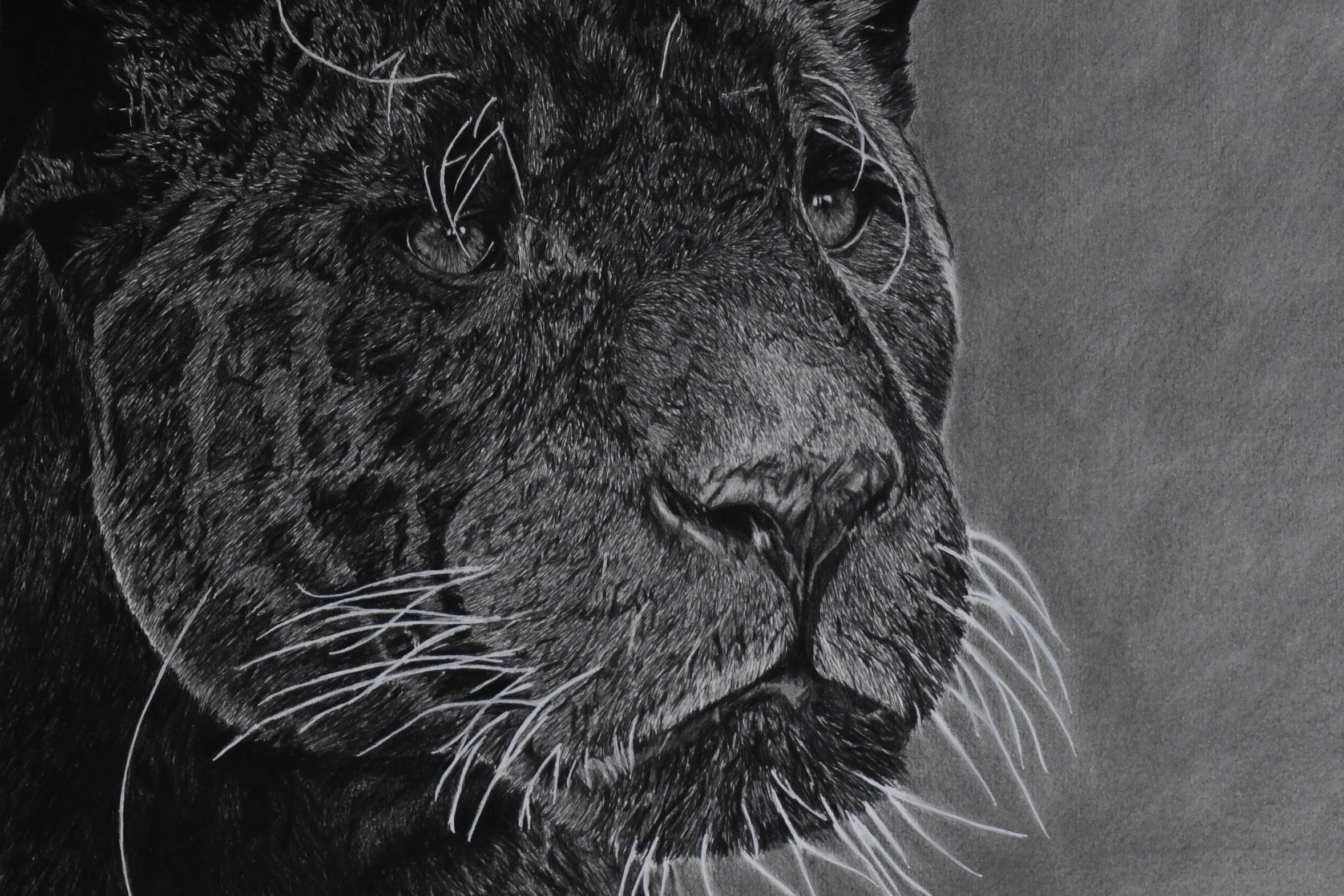 Drawing by Alexis Raoult featured in the Saga Animalière solo exhibition at NextStreet Gallery, Paris, 2021