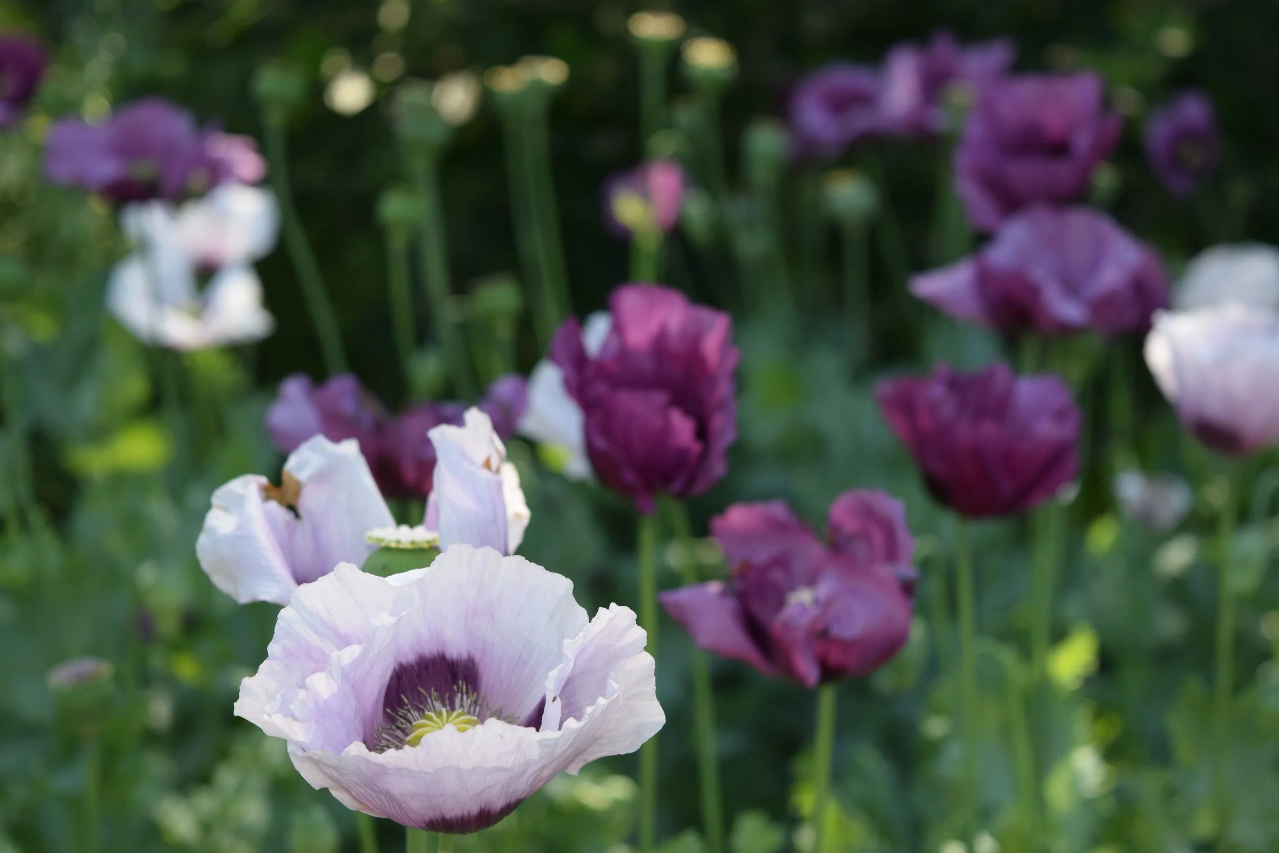 poppies and larkspur and grains 14 may 2017 067.JPG