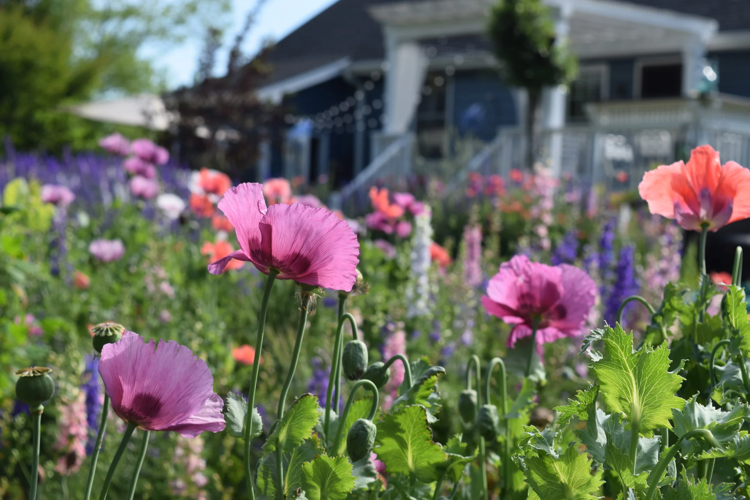 American Horticultural Society Awards