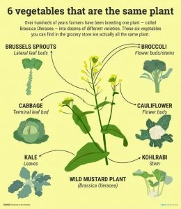 monoculture-veggies-260x300.jpg
