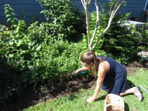 bed-edge-planting-peanuts-300x225.jpg