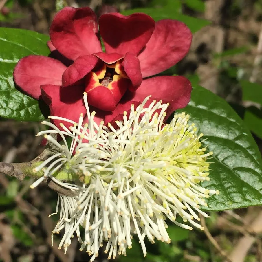 Foodscaping for the Future