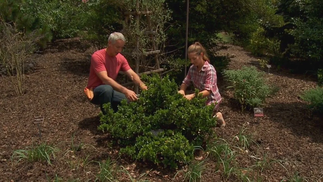 In episode 513, Making More Plants, we visited the JC Raulston Arboretum in Raleigh, NC to collect cuttings that rooted in my home greenhouse. 